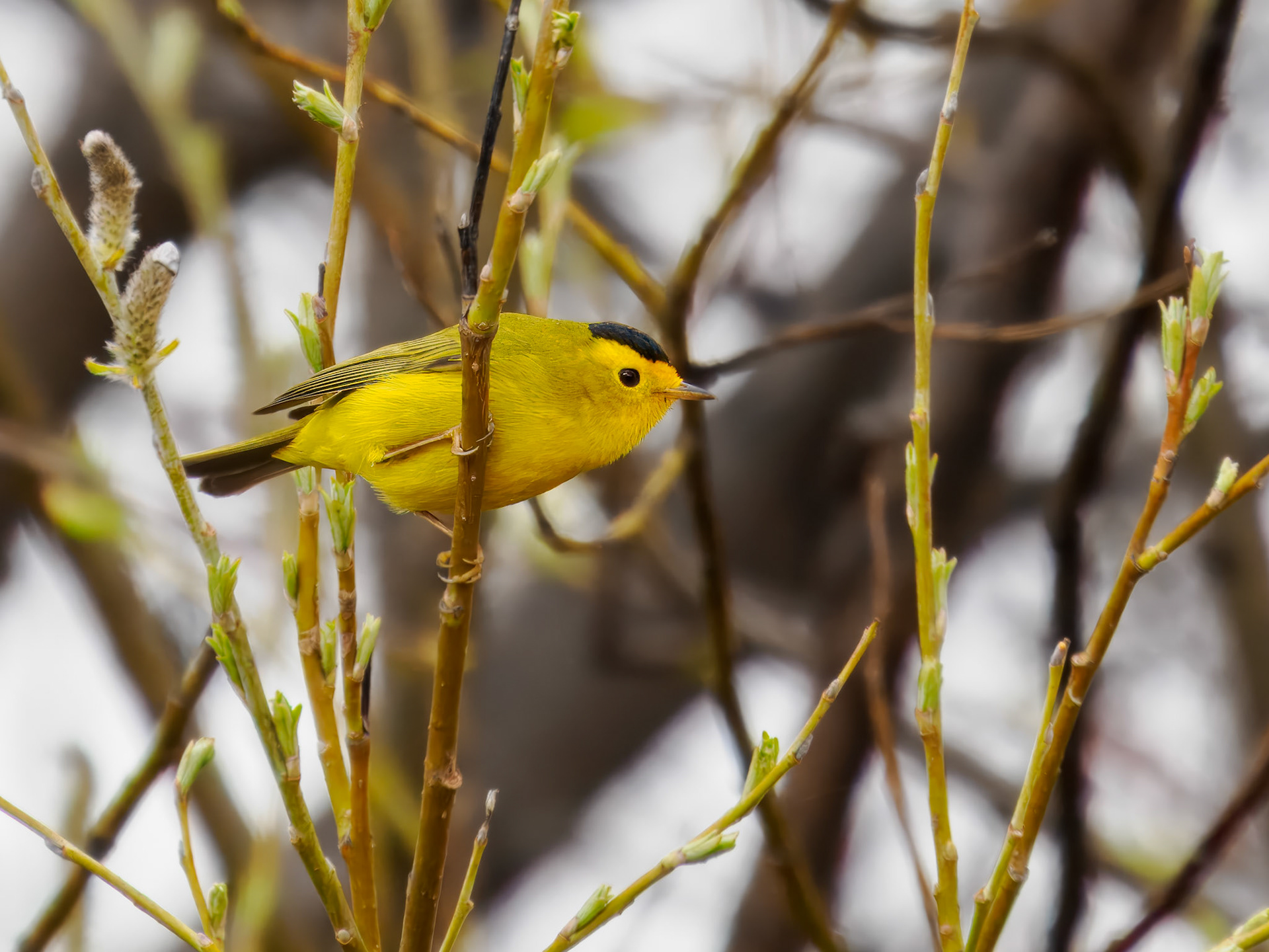 Wilson's Warbler