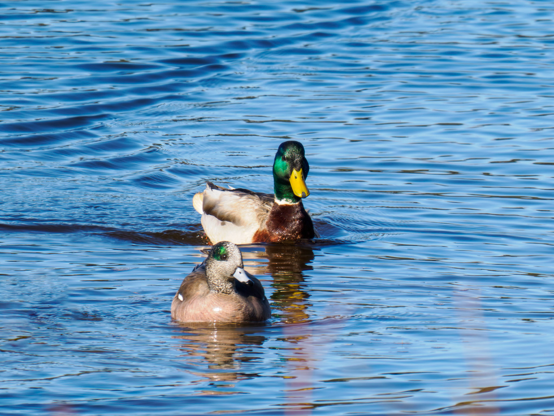 Mallard drake with American Wigeons
