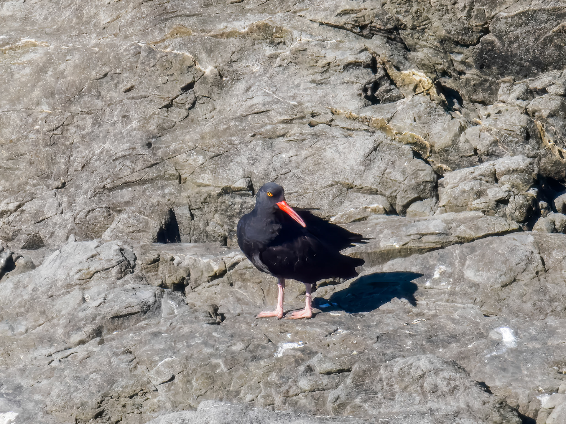 Black Oystercatcher