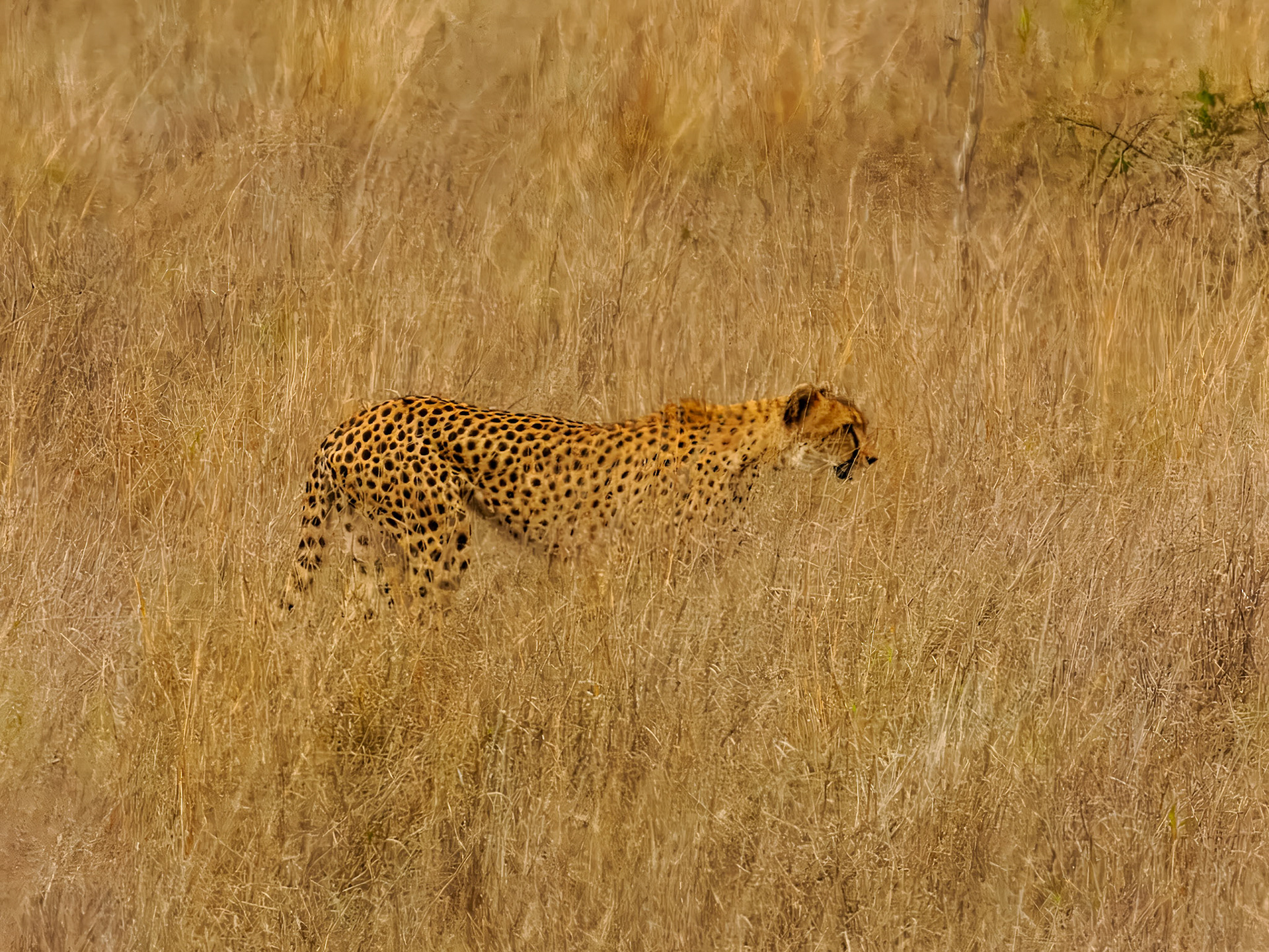 Leopard