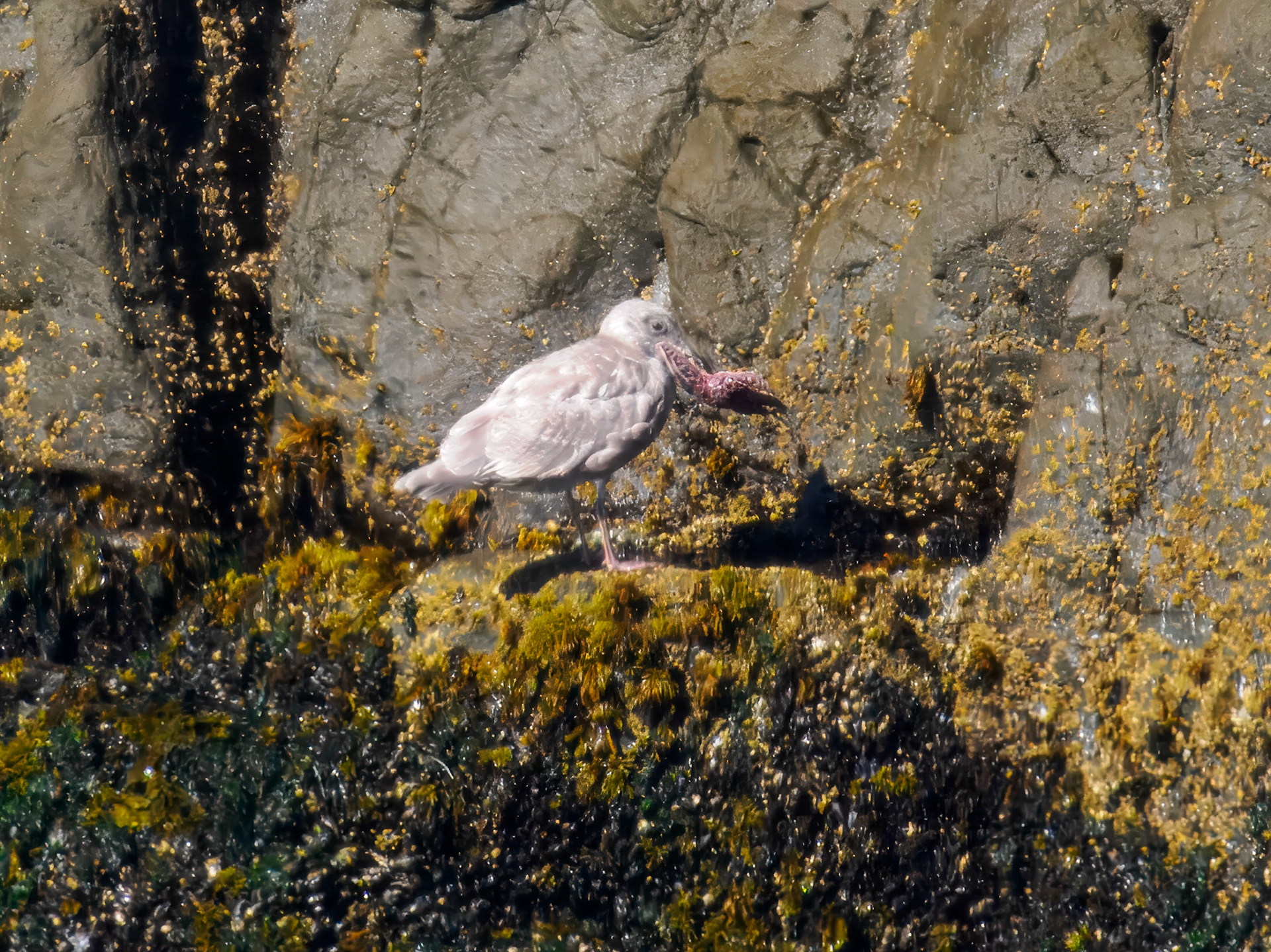 Western Gull eating at starfish