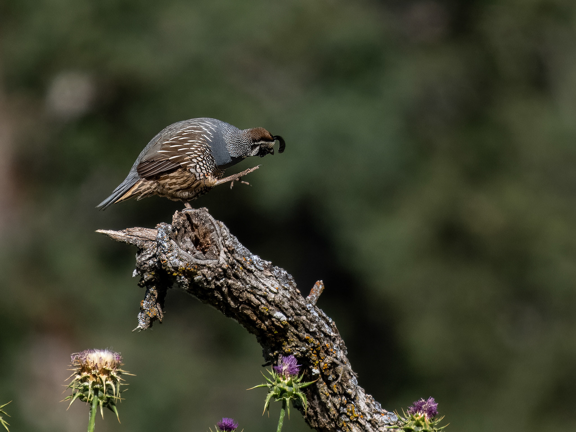 California Quail