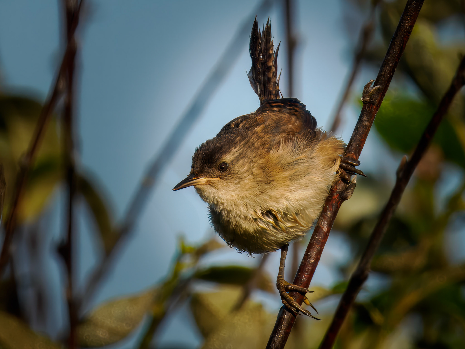 Marsh Wren