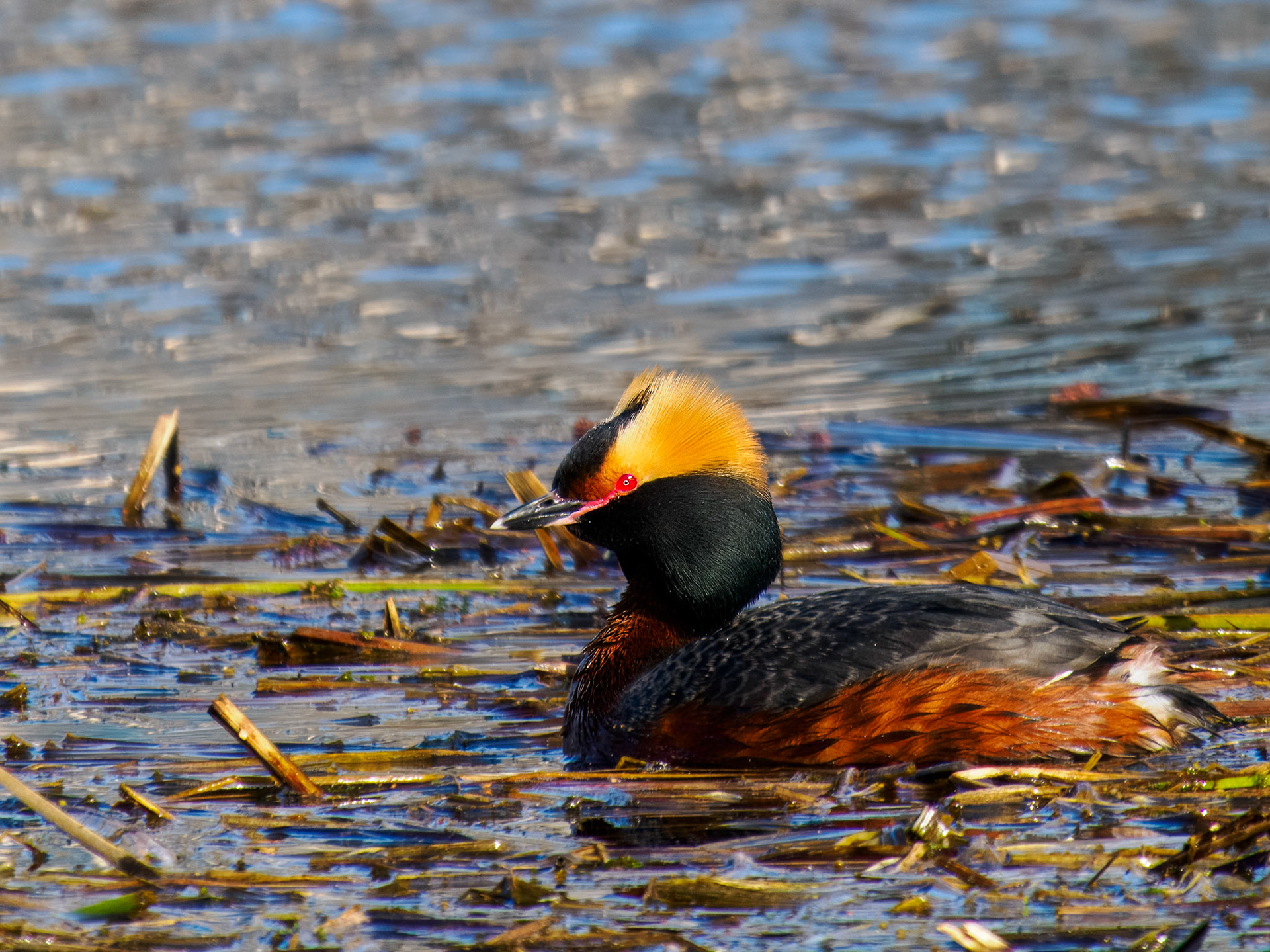 Horned Grebe