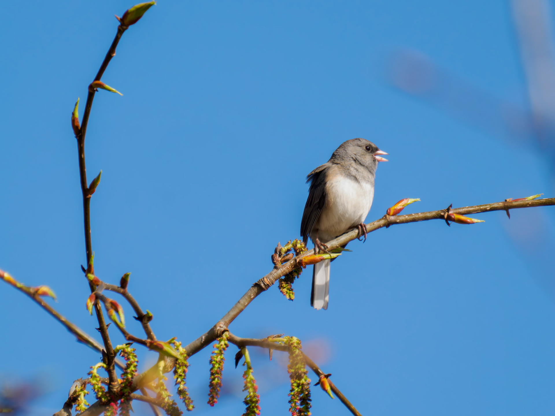 Dark-eyed Junco