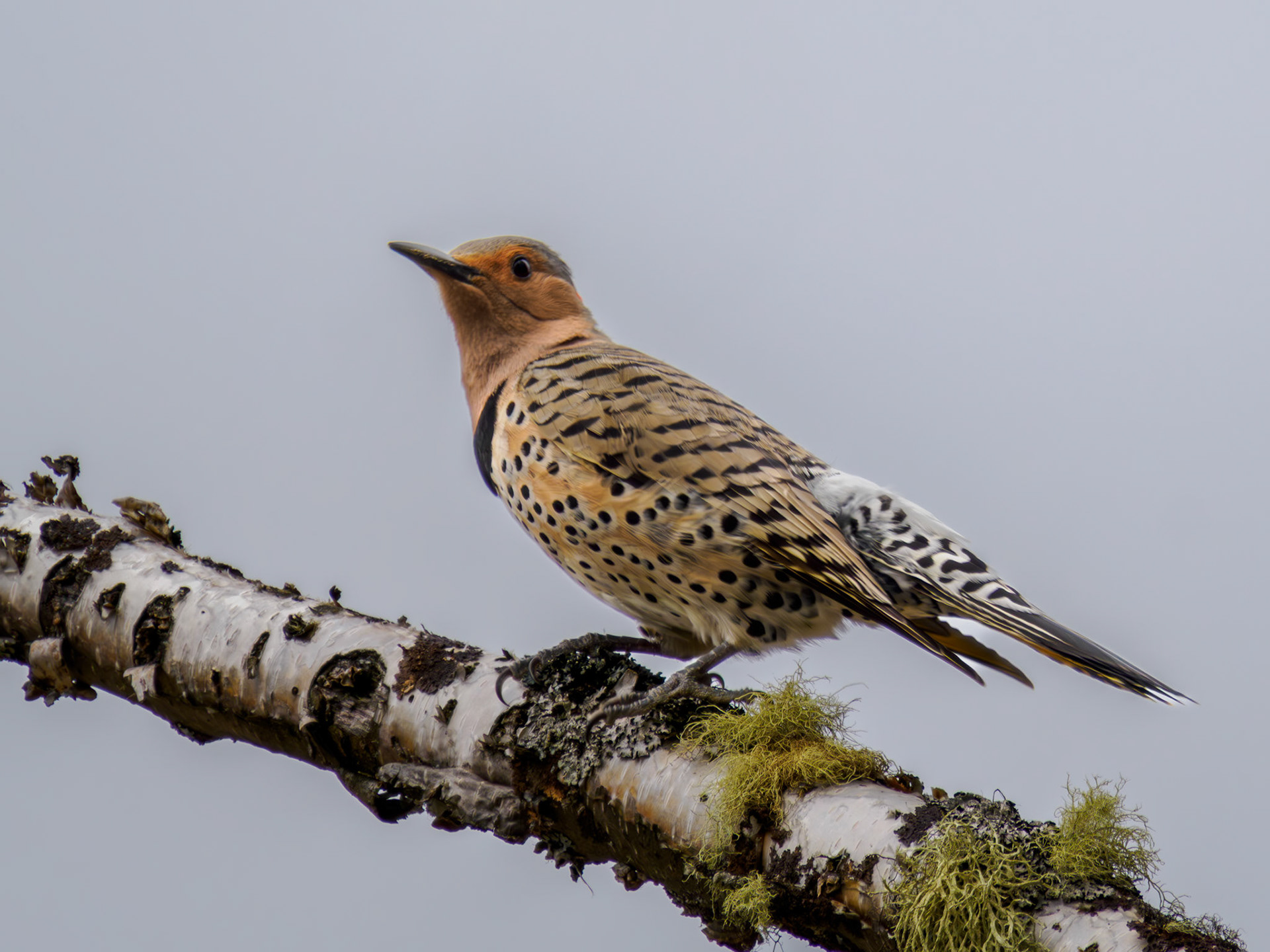 female Nothern Flicker (yellow-shafted)