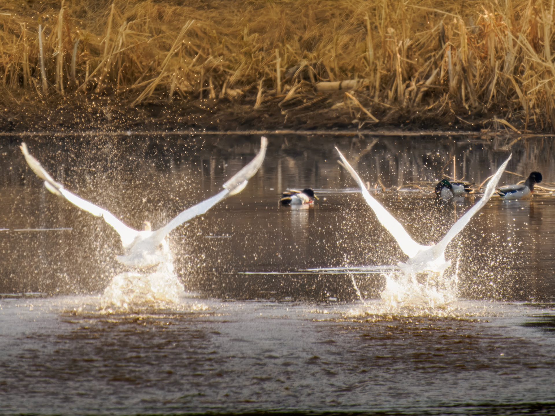 Trumpeter Swan