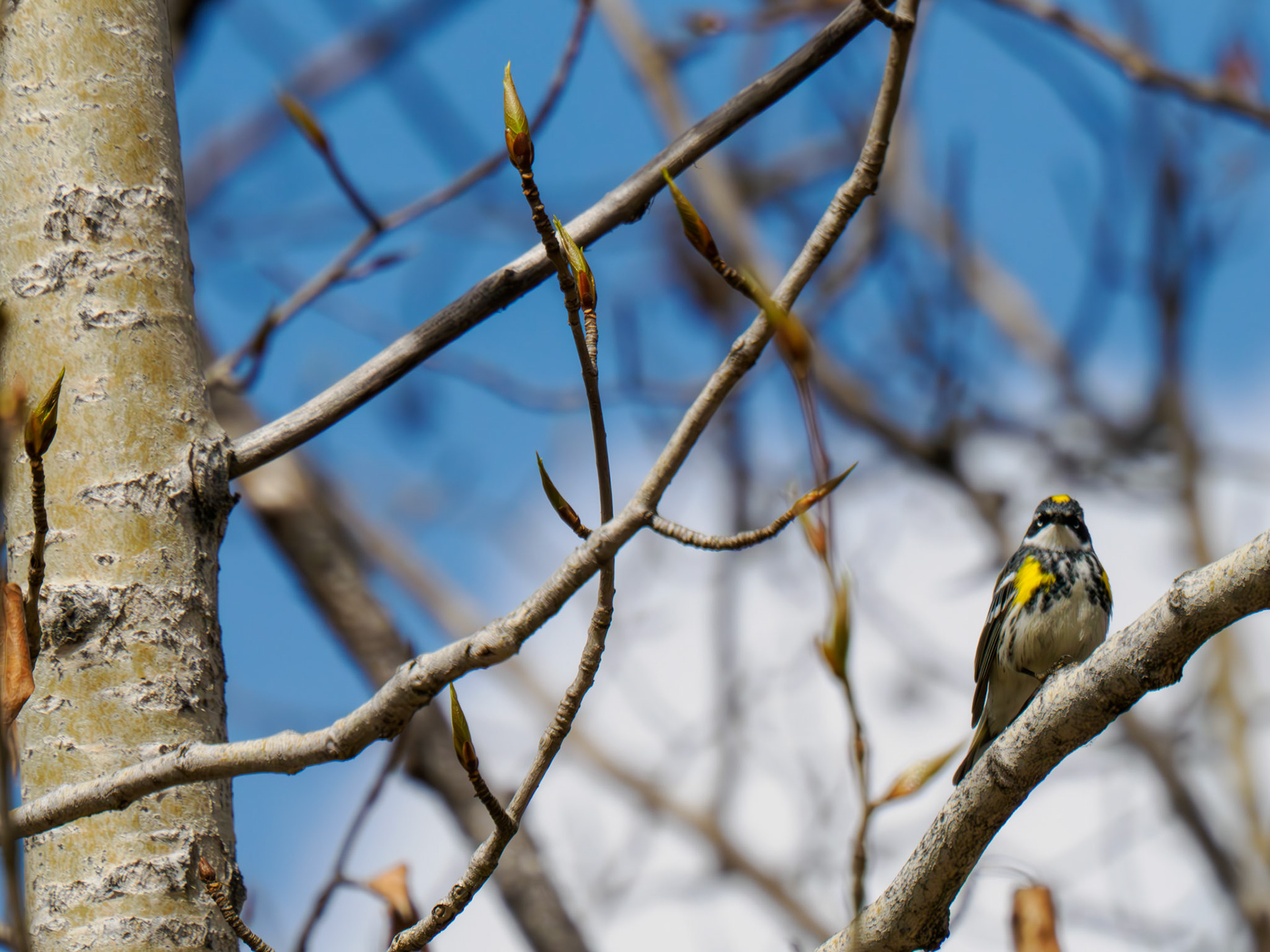 Yellow-rumped Warbler