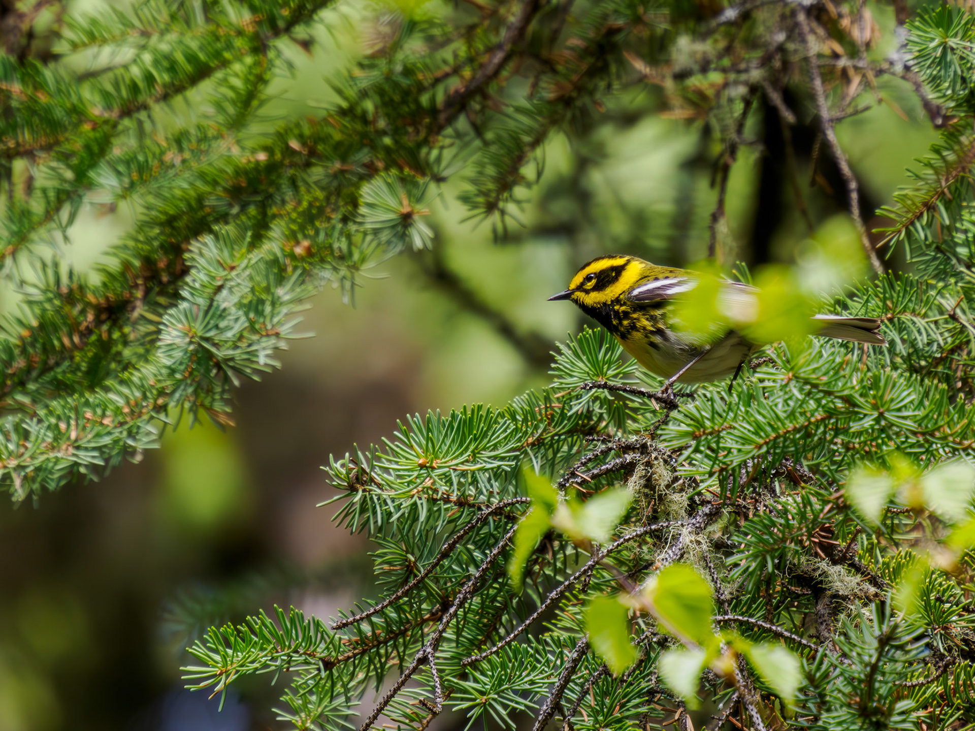 Townsend's Warbler