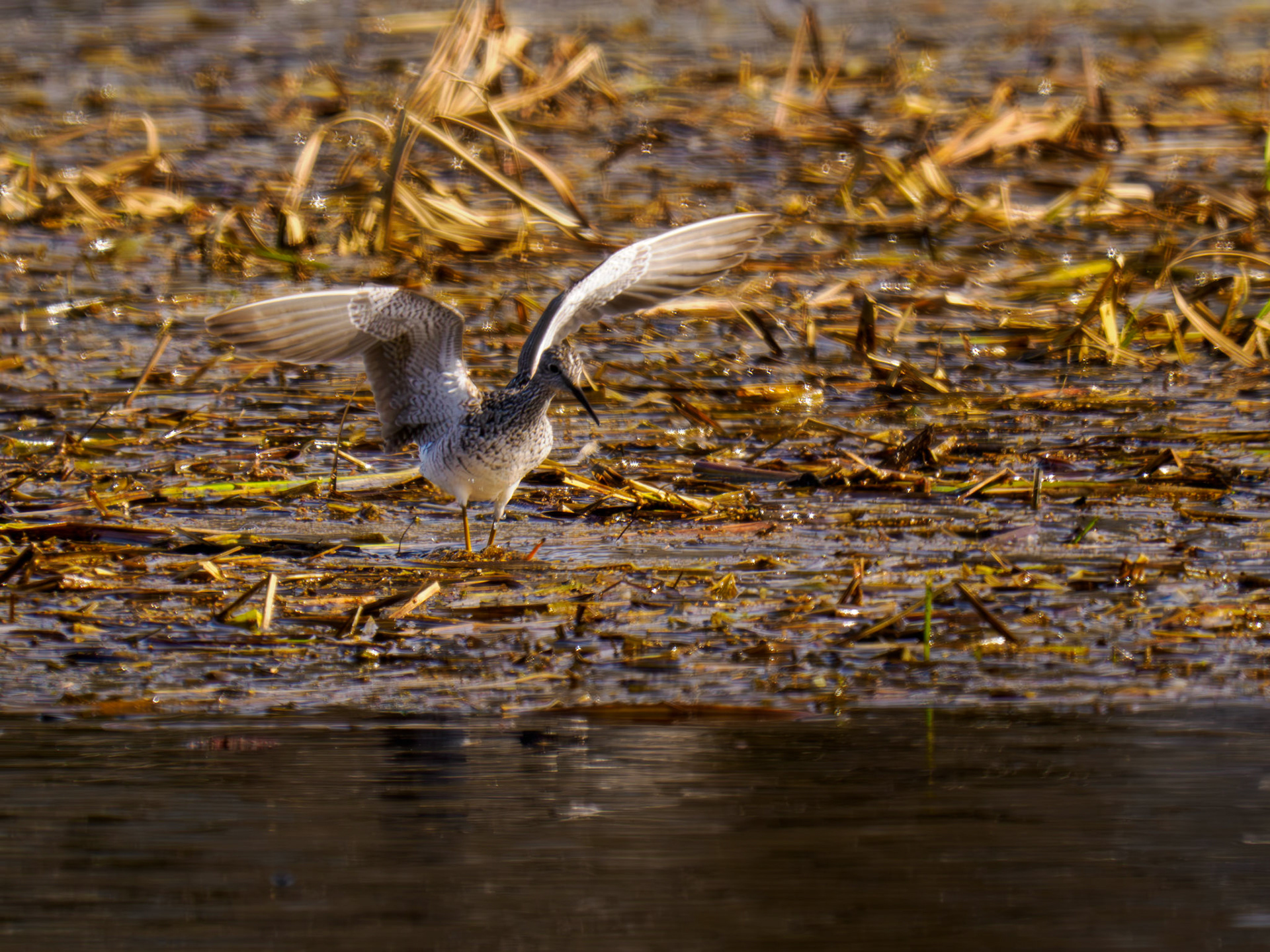 Lesser Yellowlegs