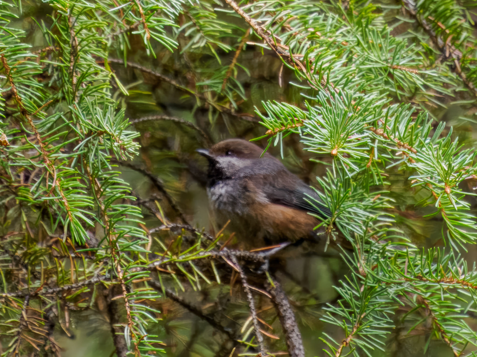Boreal Chickadee