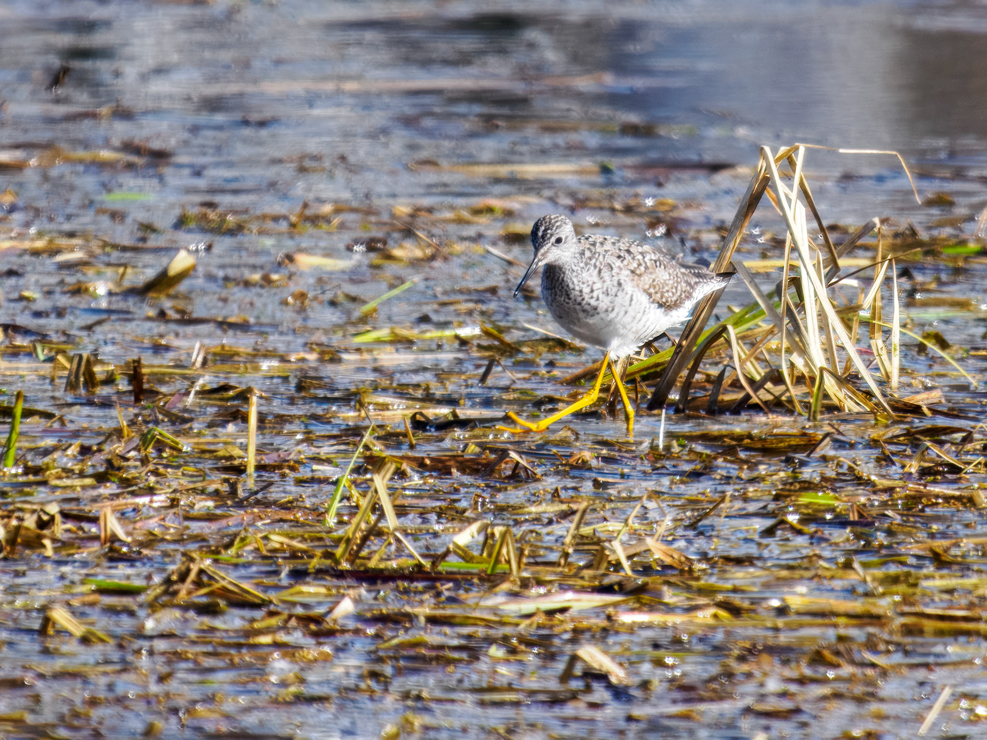 Lesser Yellowlegs