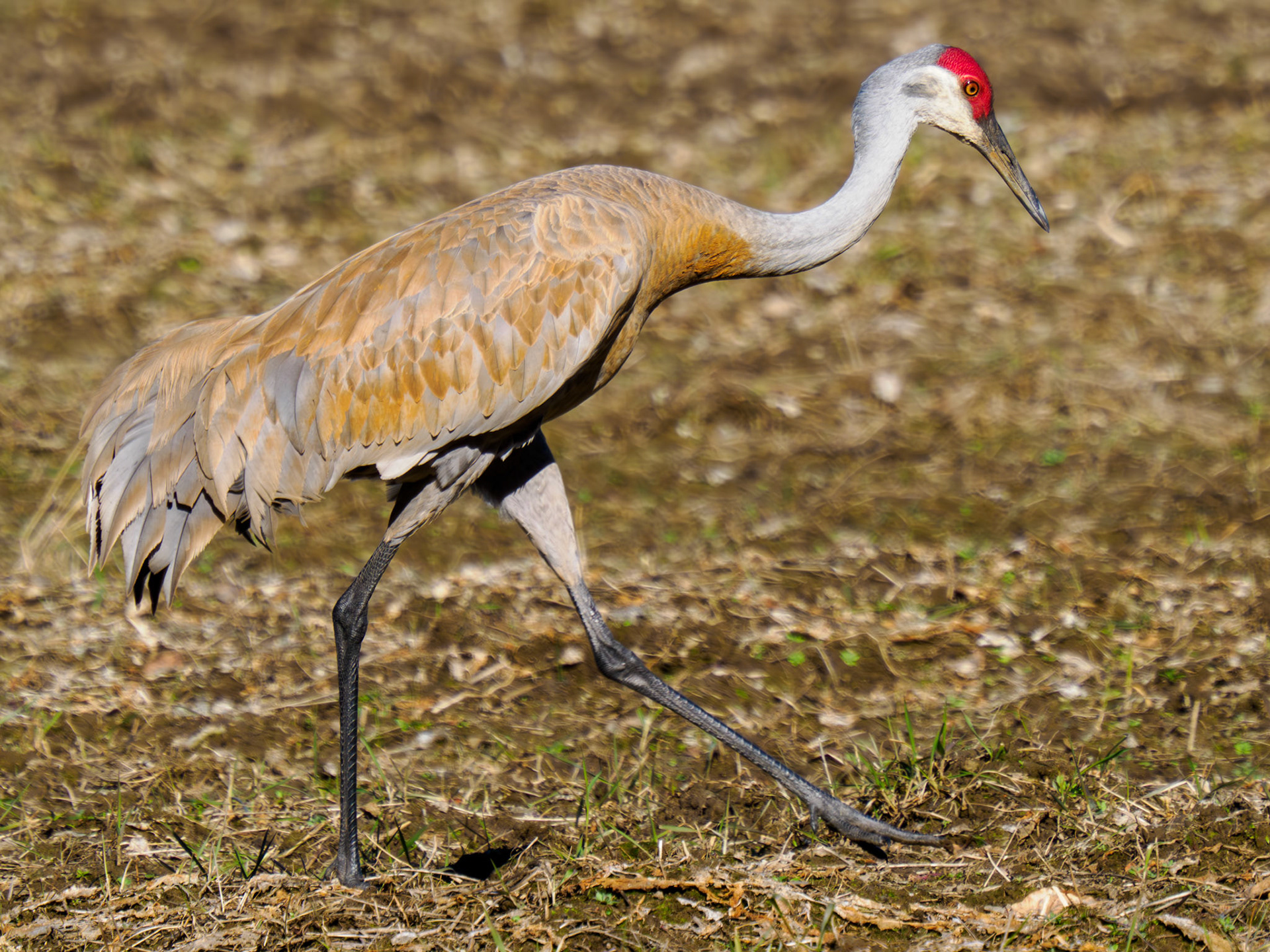 Sandhill Cranes