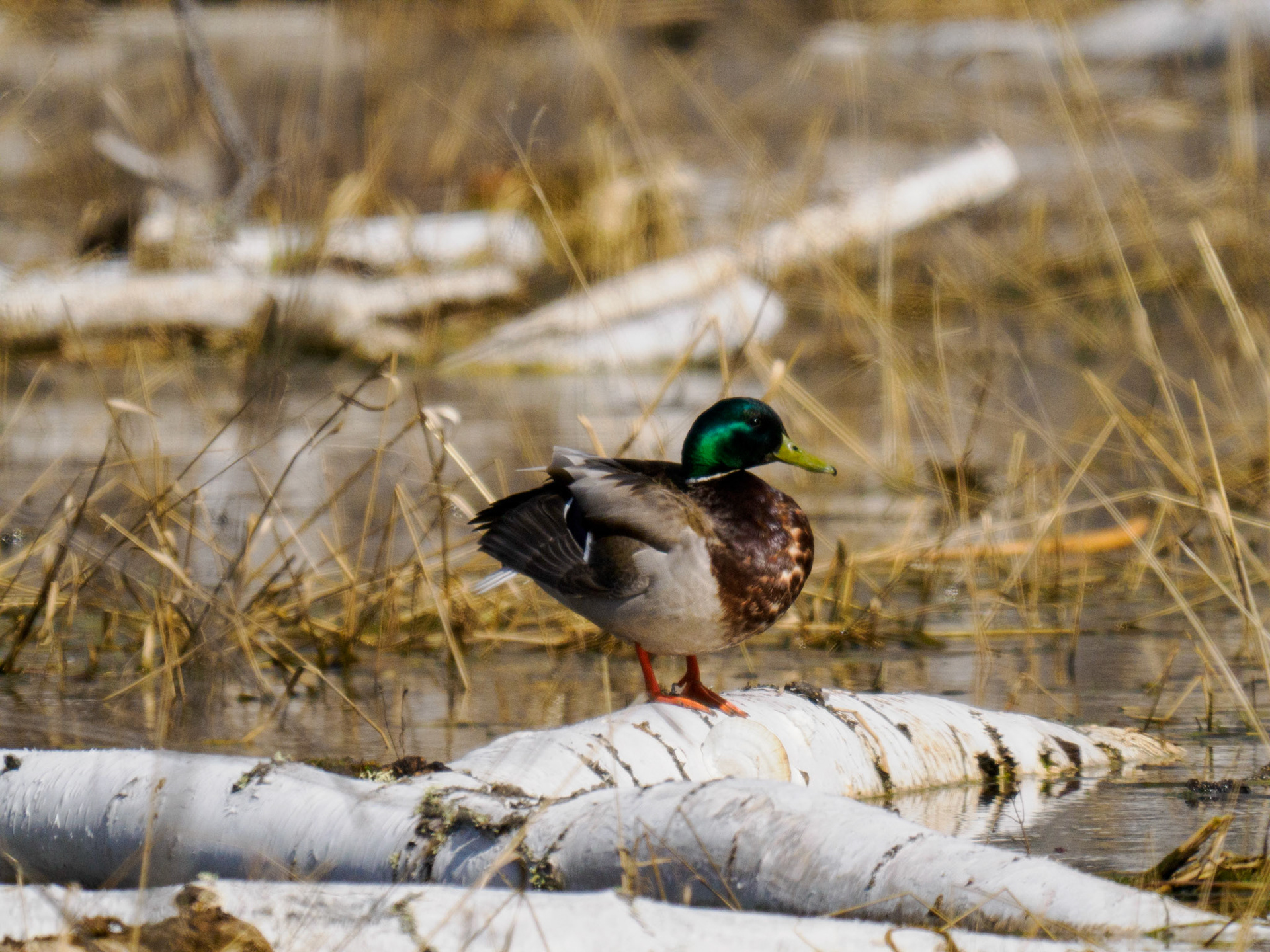 Mallard
