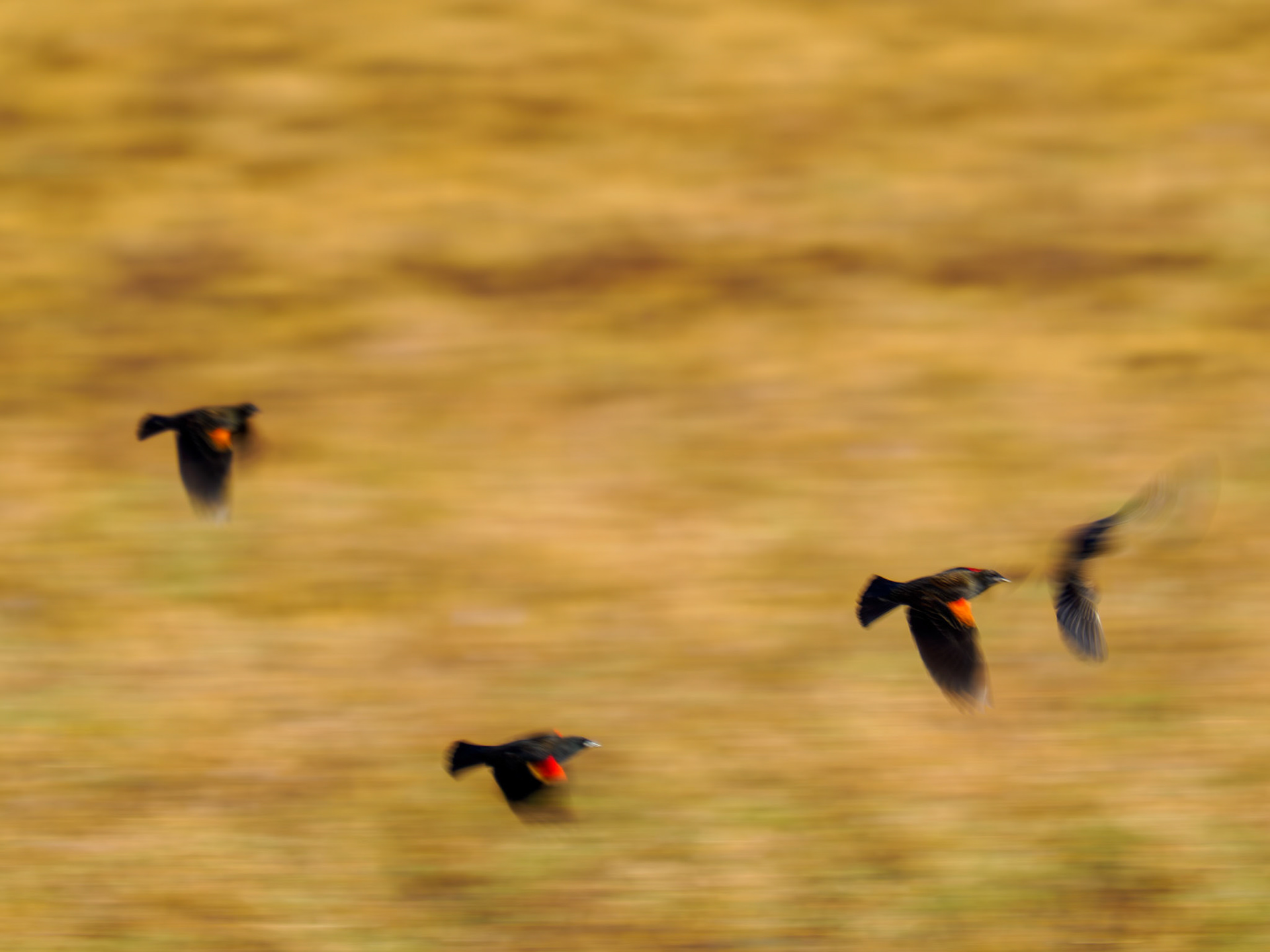 Red-winged Blackbirds