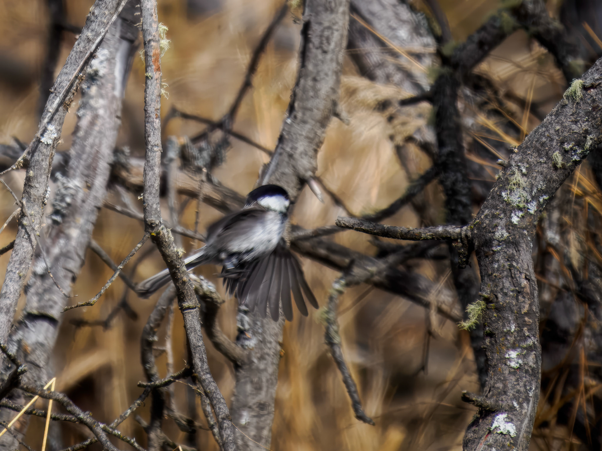 Black-capped Chickadee