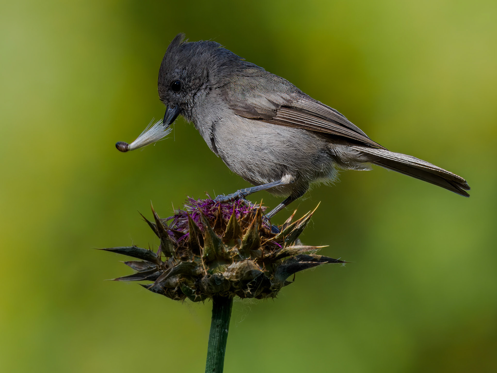 Oak Titmouse