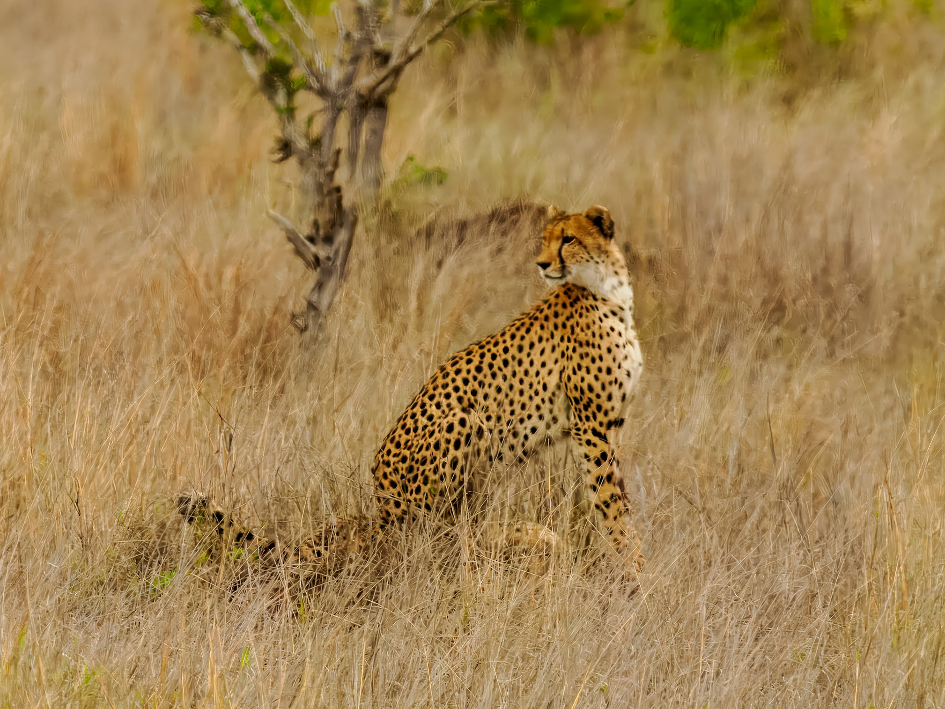 Leopard