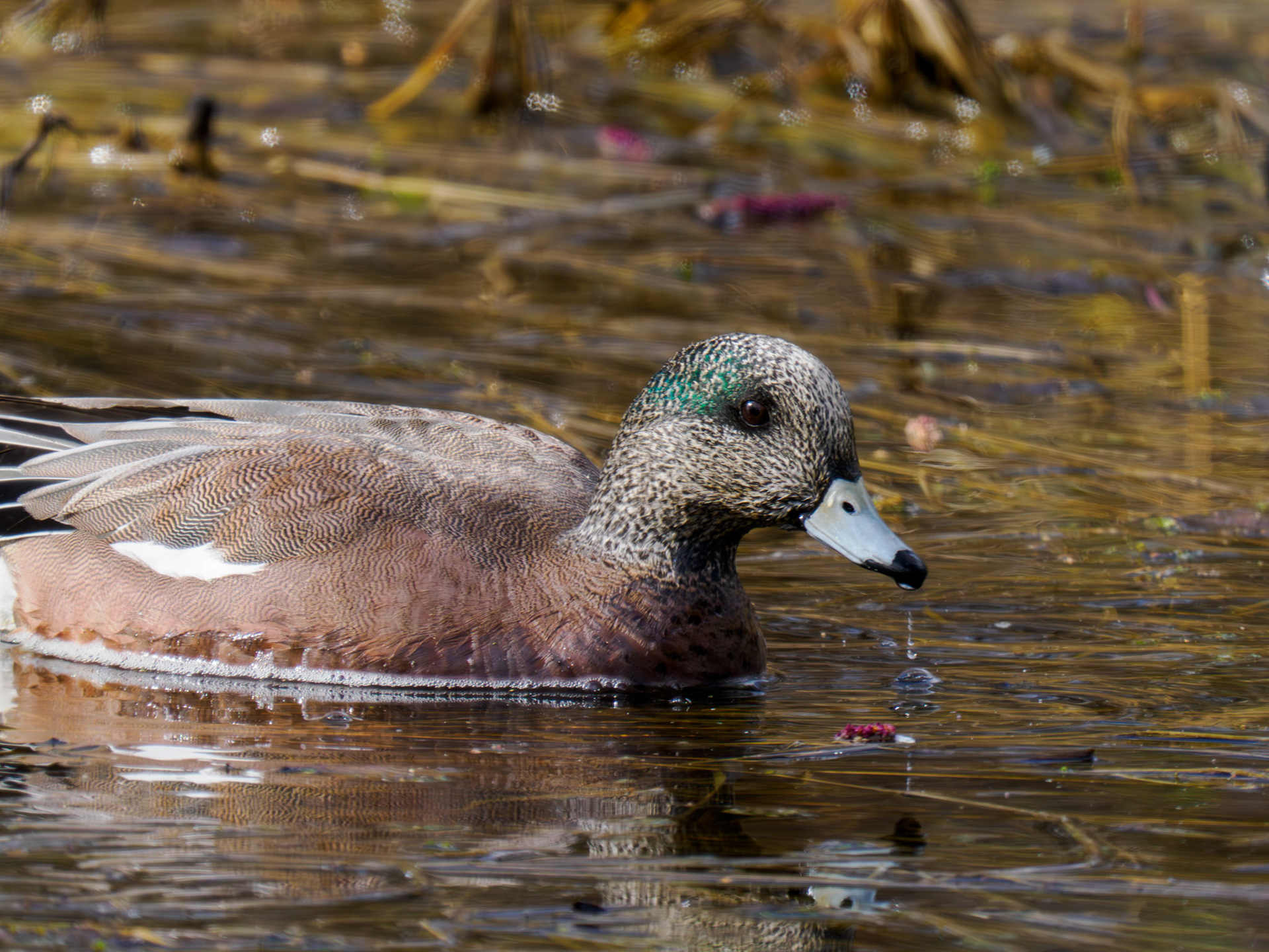 immature male American Wigeon