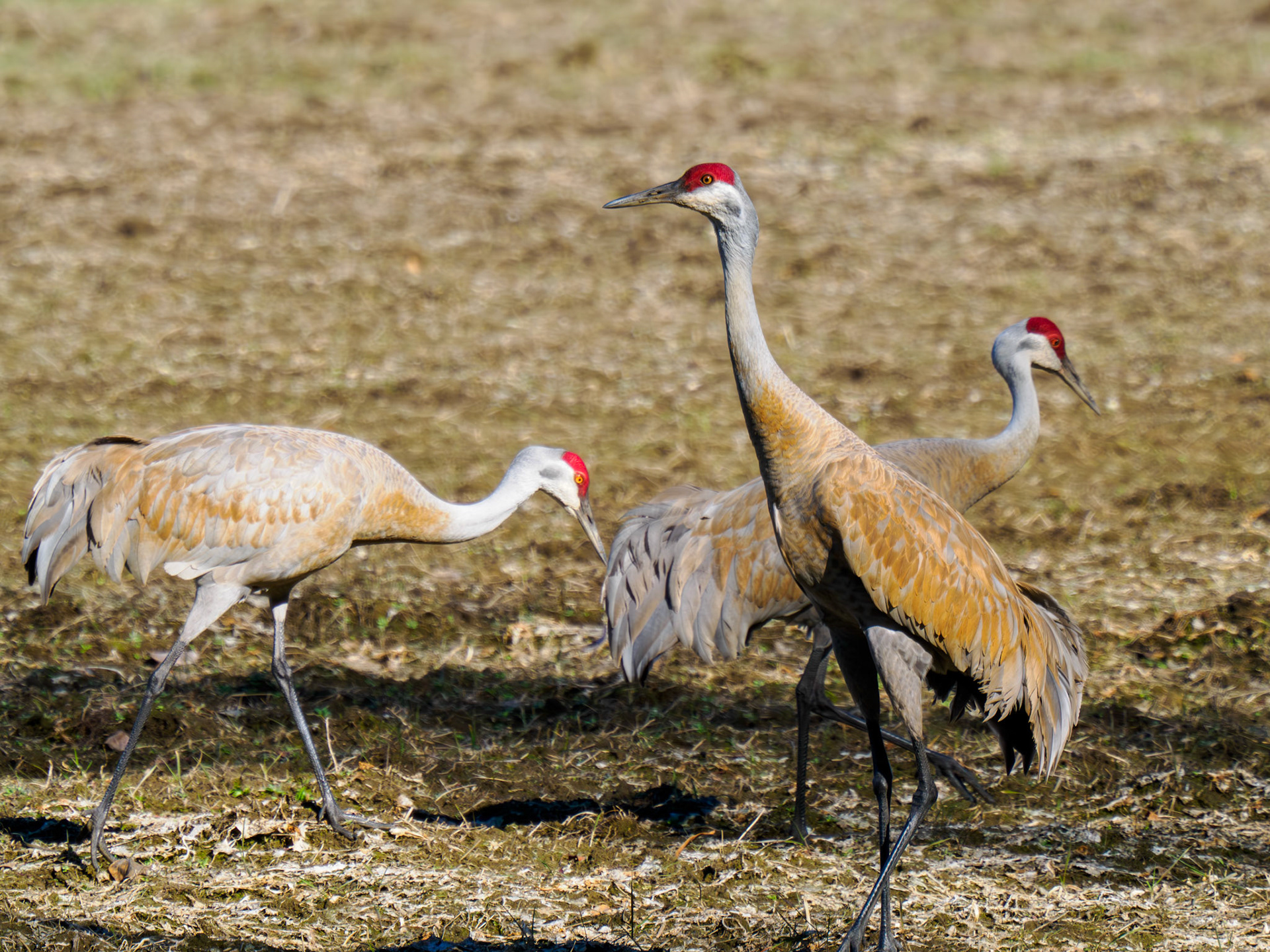Sandhill Cranes