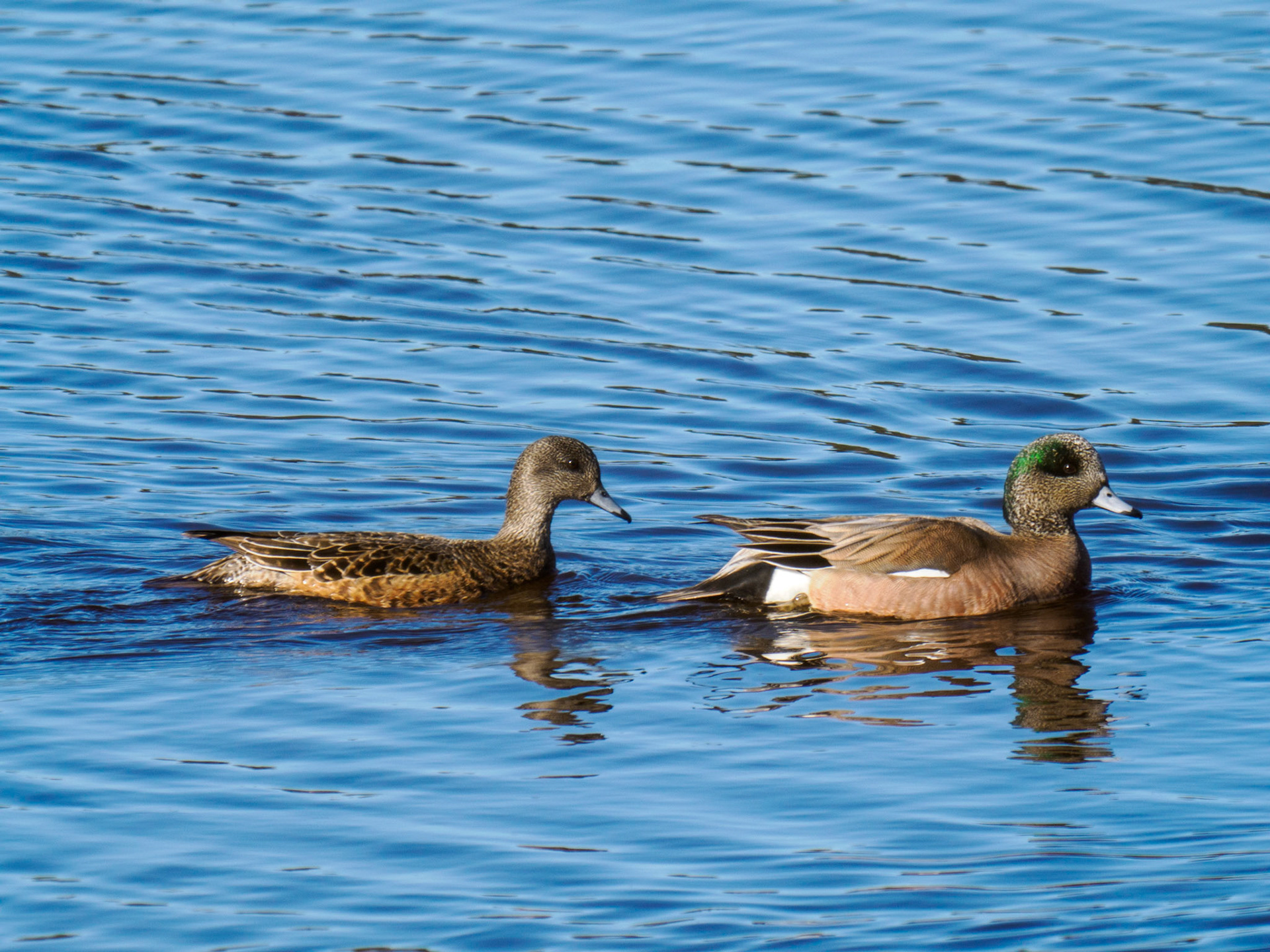 American Wigeon
