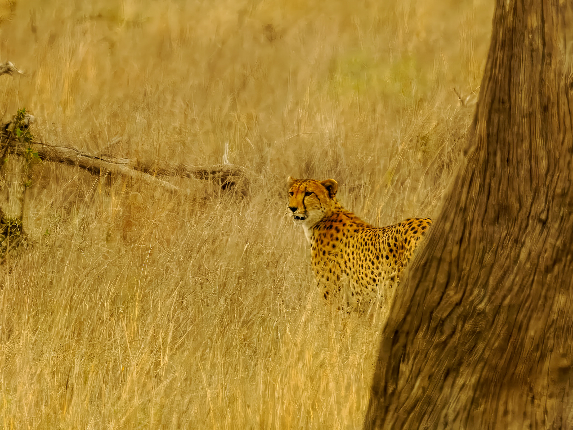 Leopard