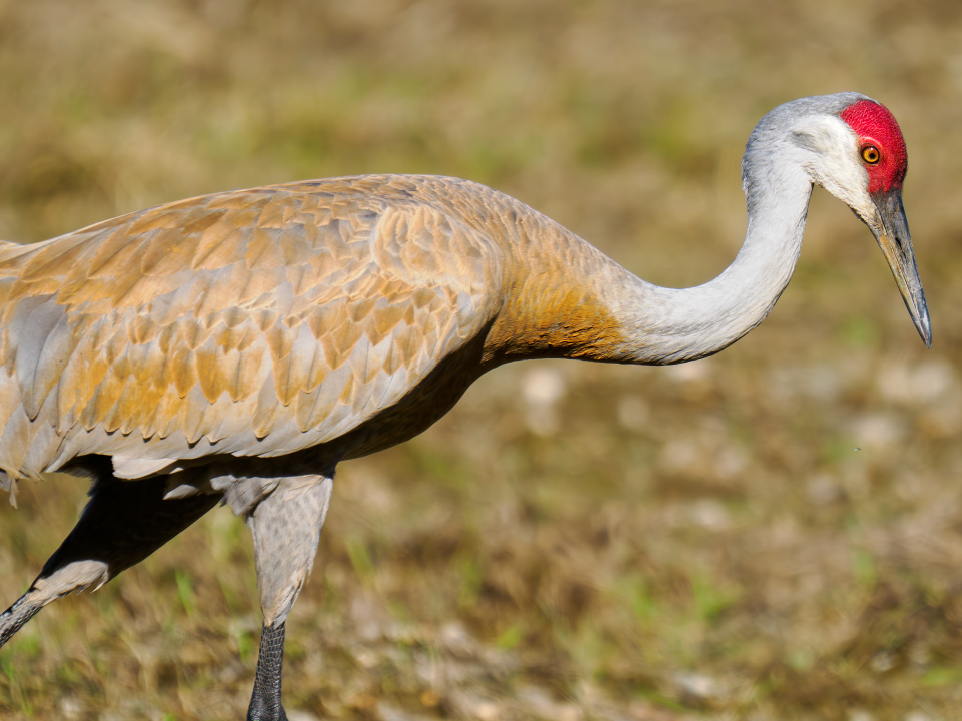 Sandhill Cranes