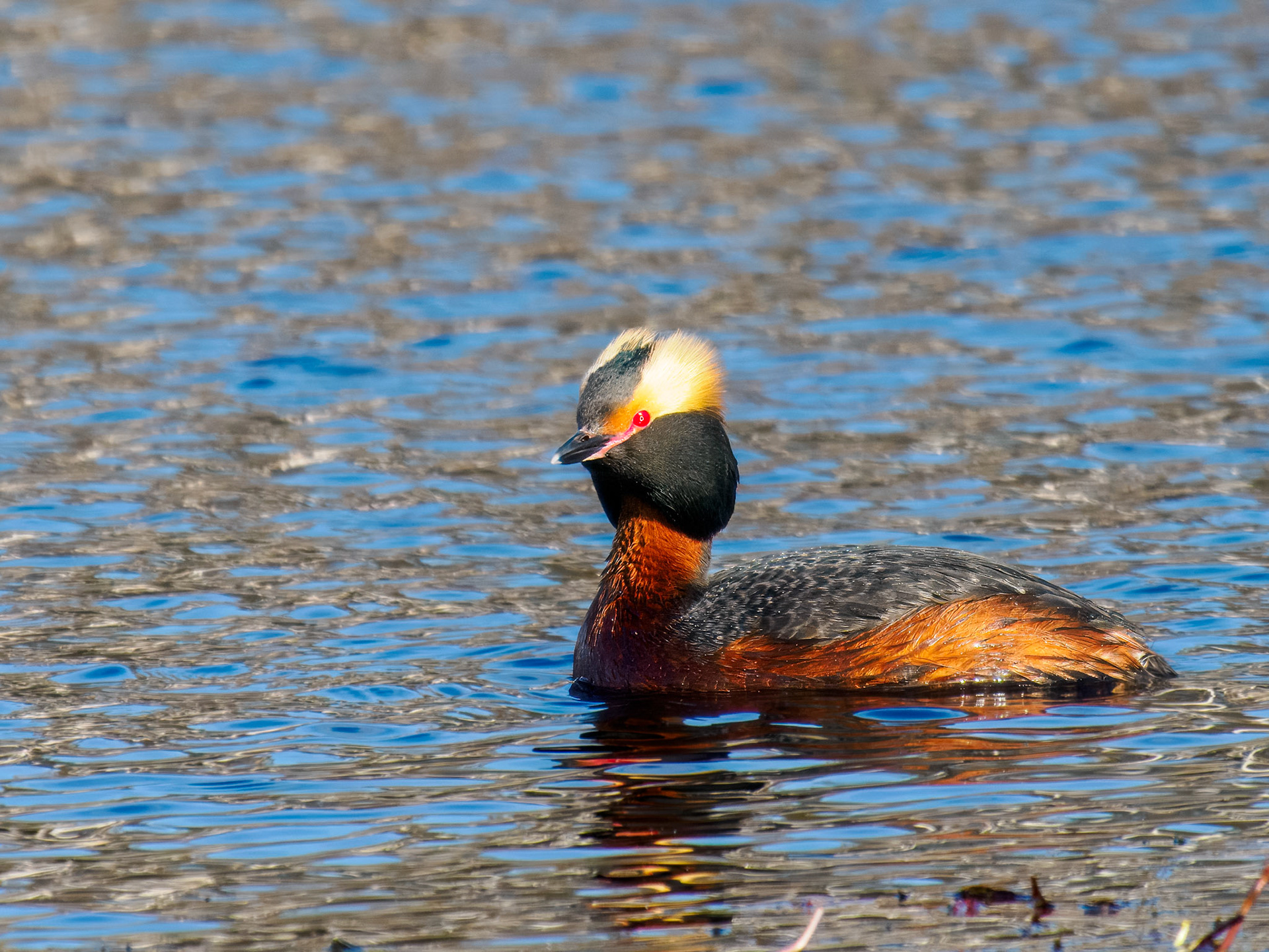 Horned Grebe