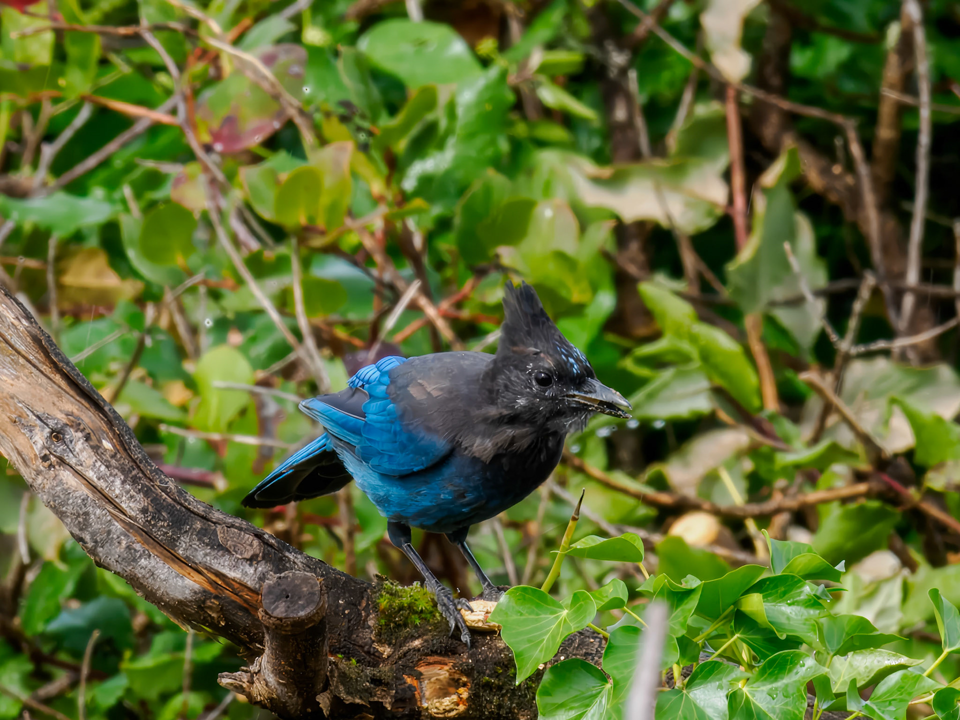 Steller's Jay