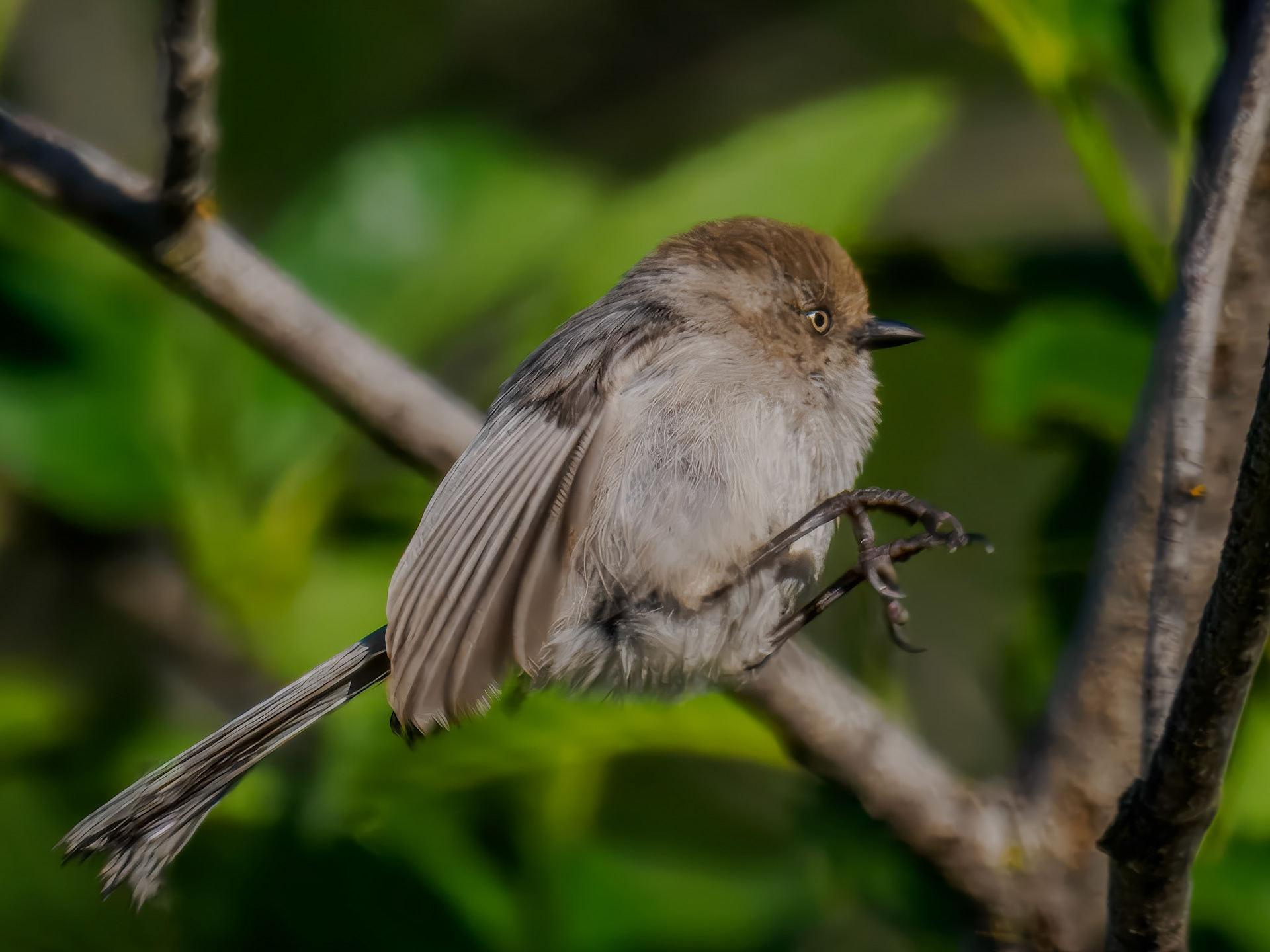 Bushtit