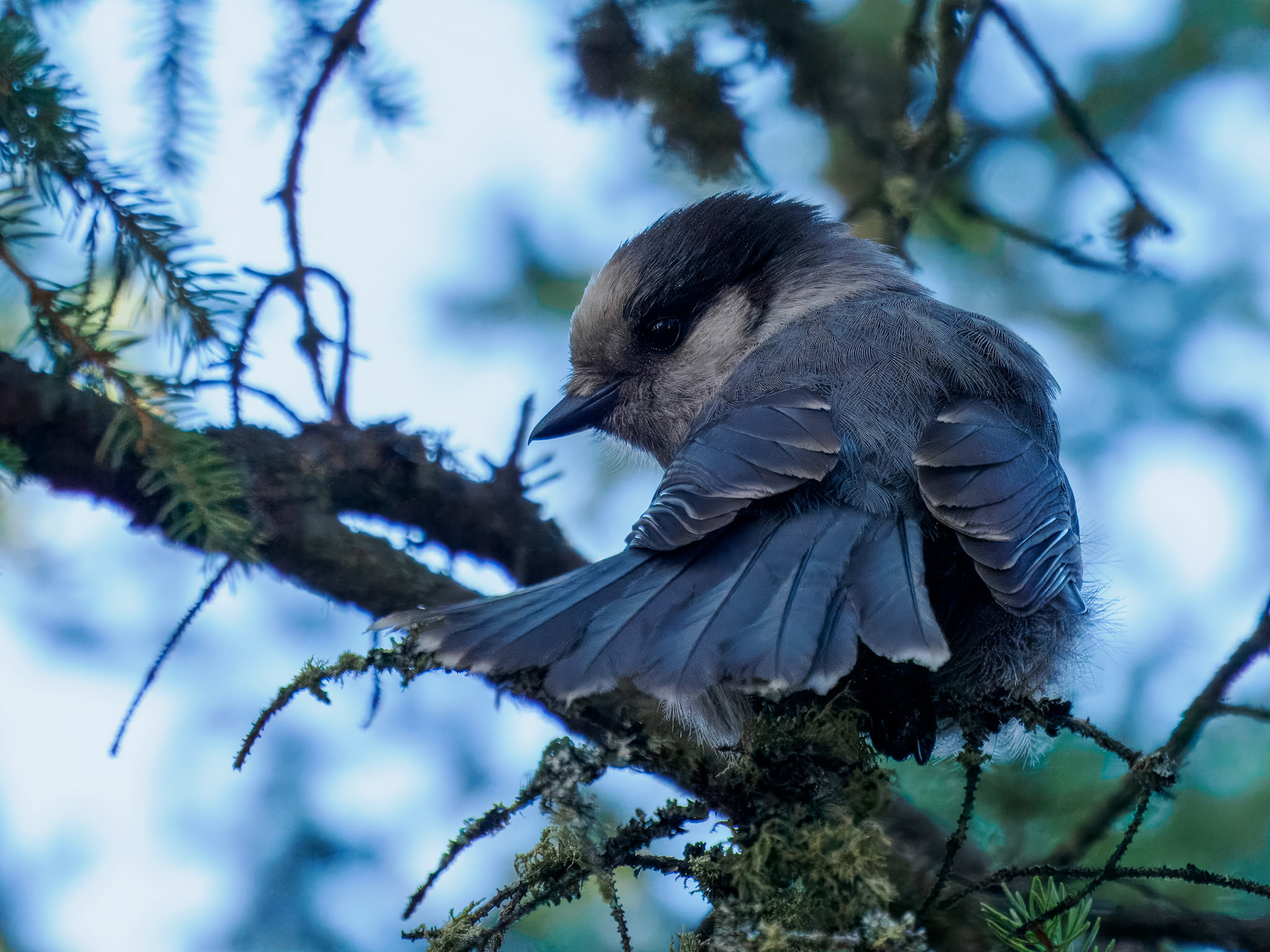 Canada Jay