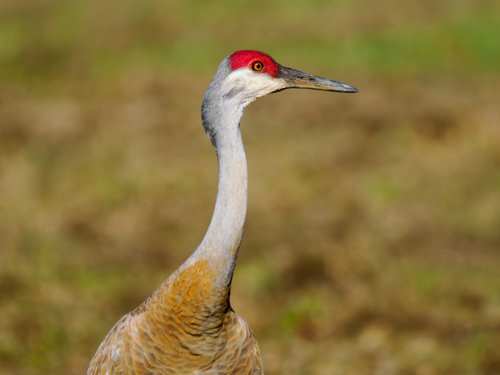 Sandhill Cranes