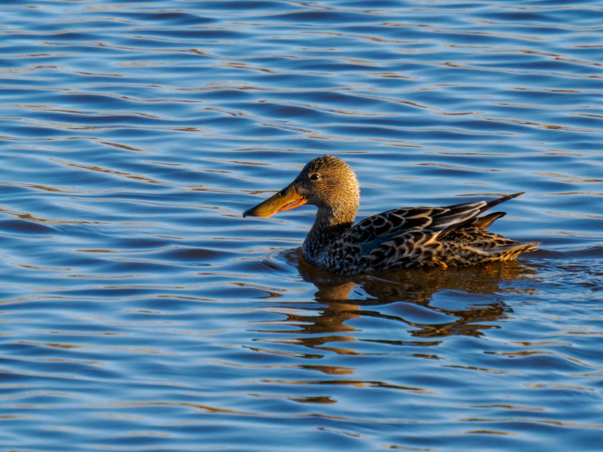 female Northern Shoveler