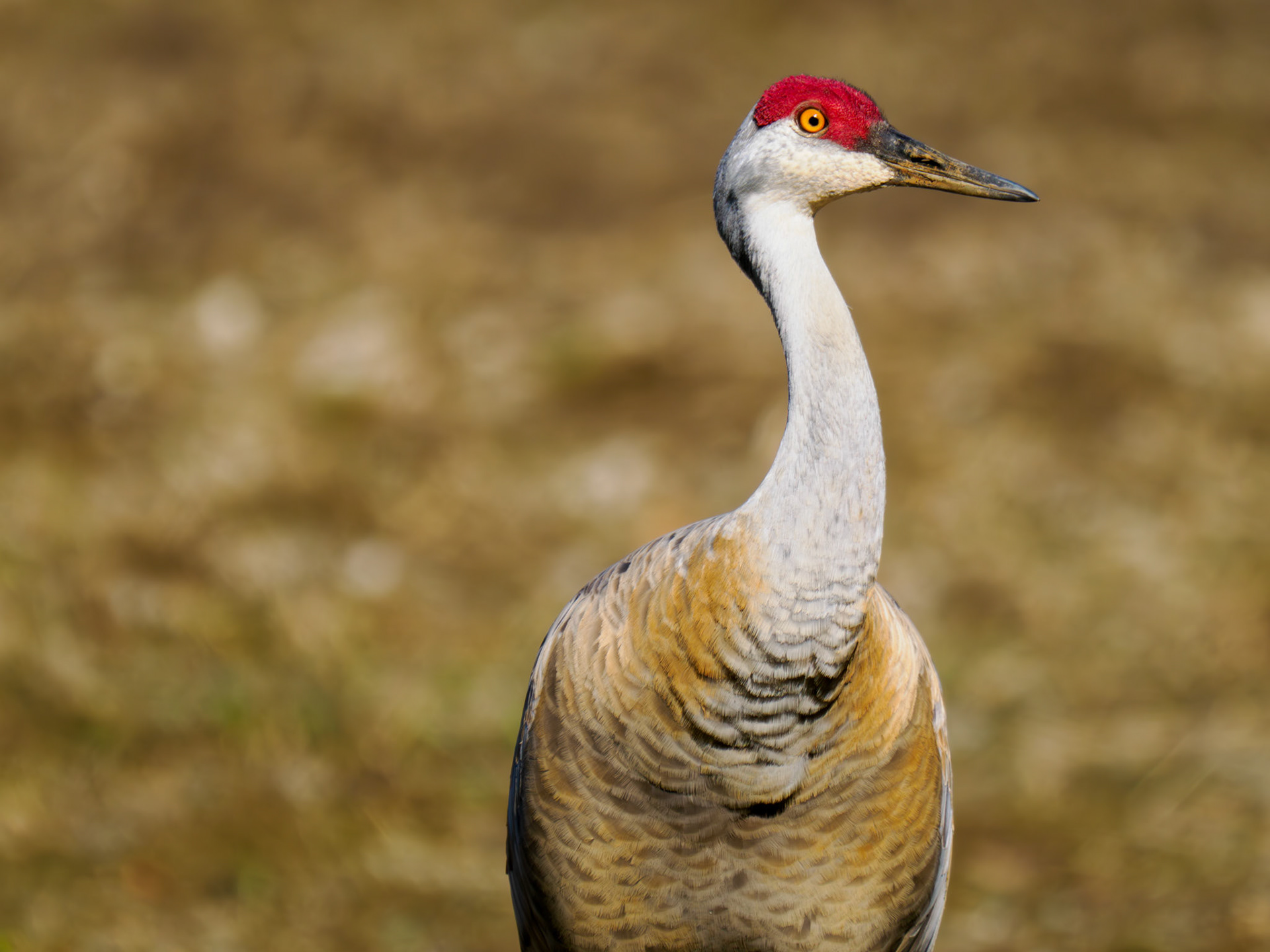 Sandhill Cranes