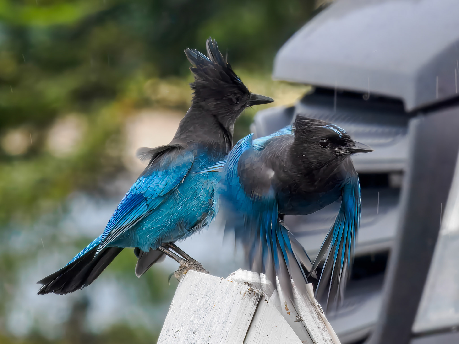 Steller's Jay