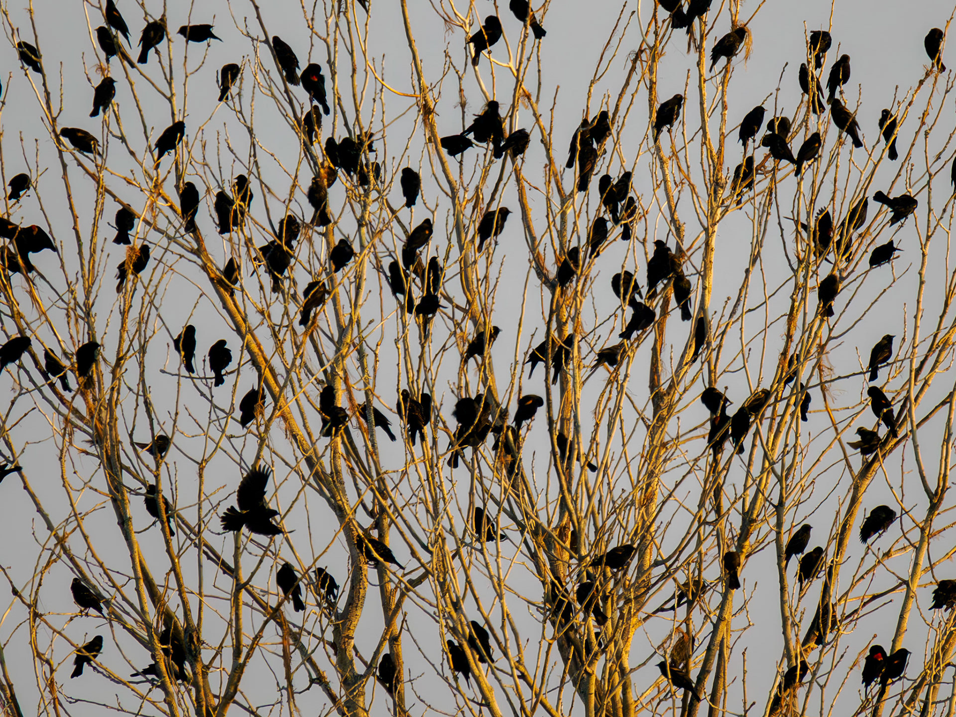 Red-winged Blackbirds in tree