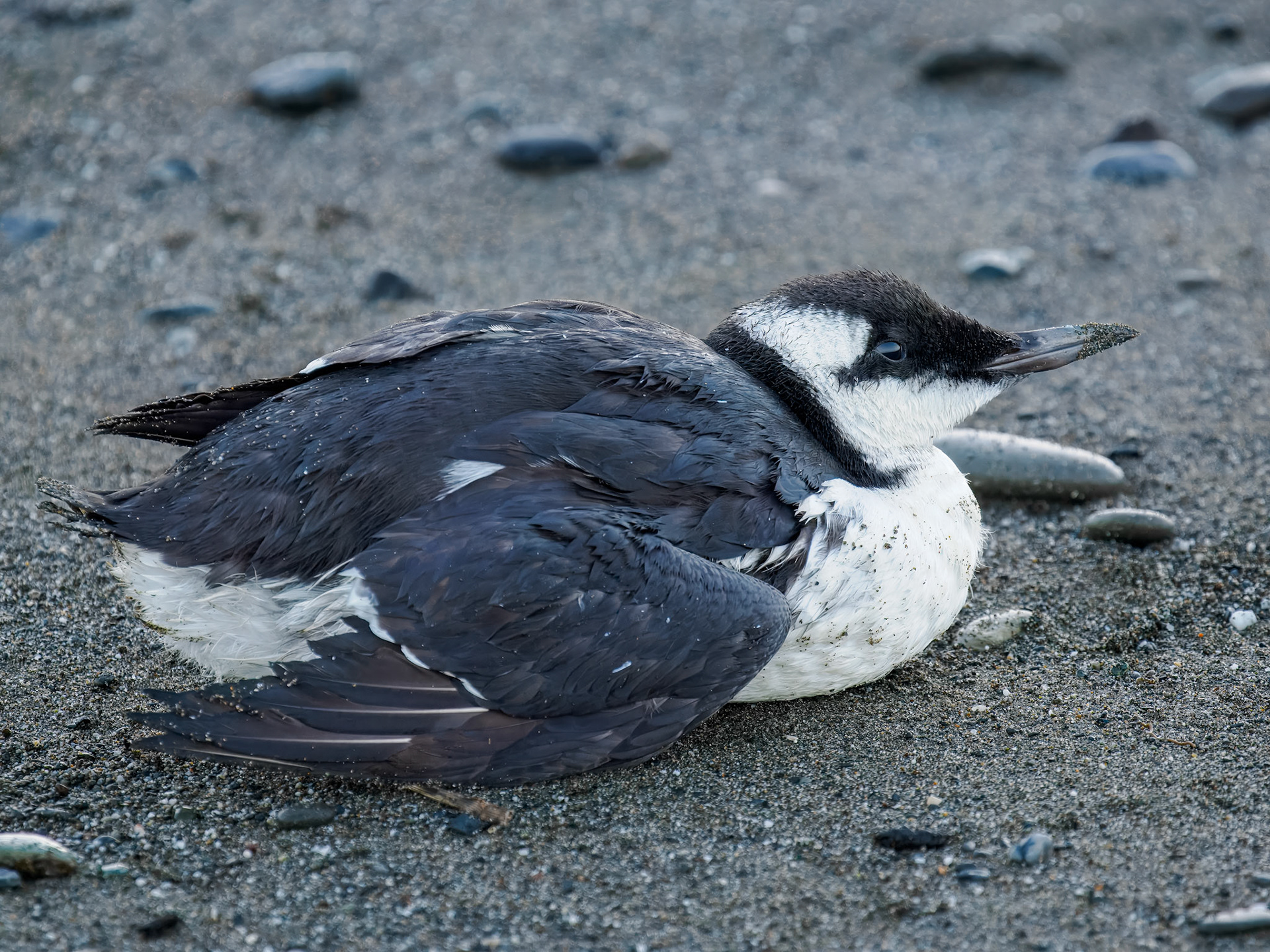 Common Murre