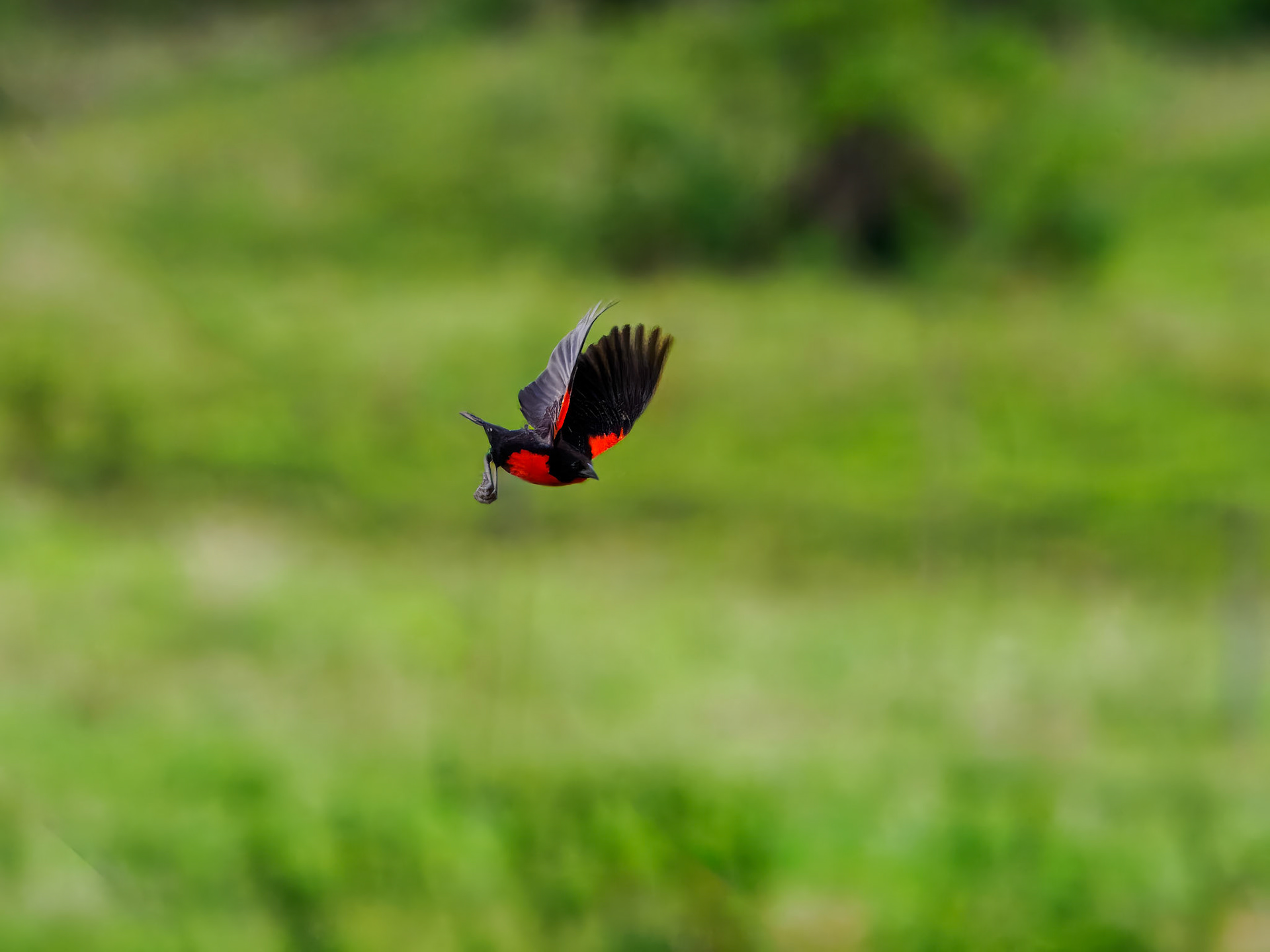 Red-breasted Meadowlark