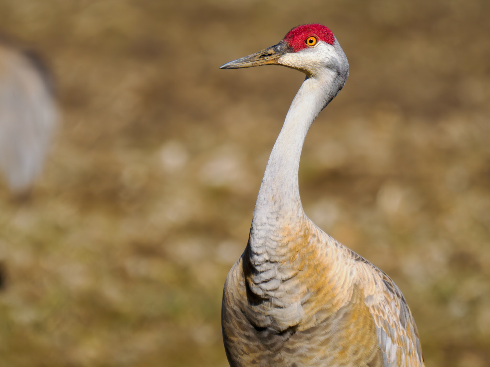 Sandhill Cranes
