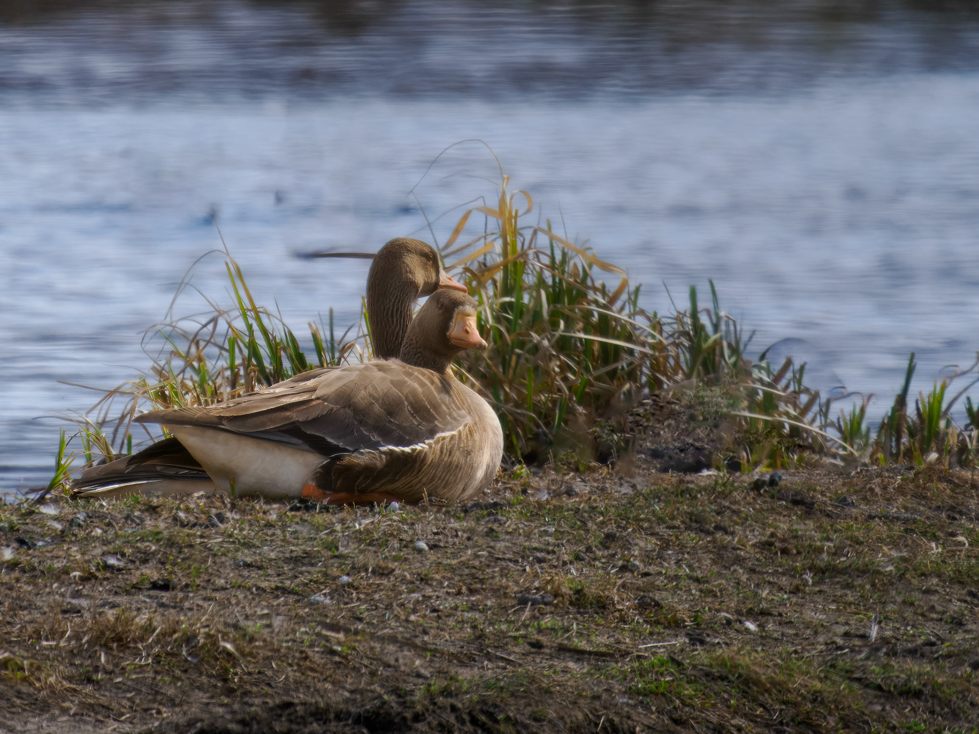 White-fronted Geese