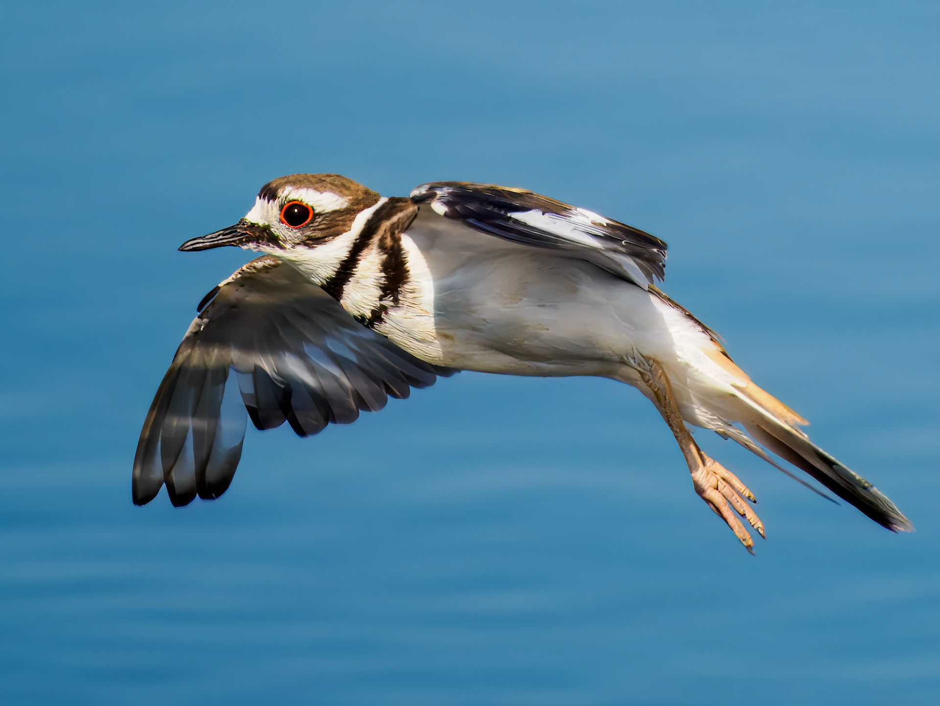 Killdeer