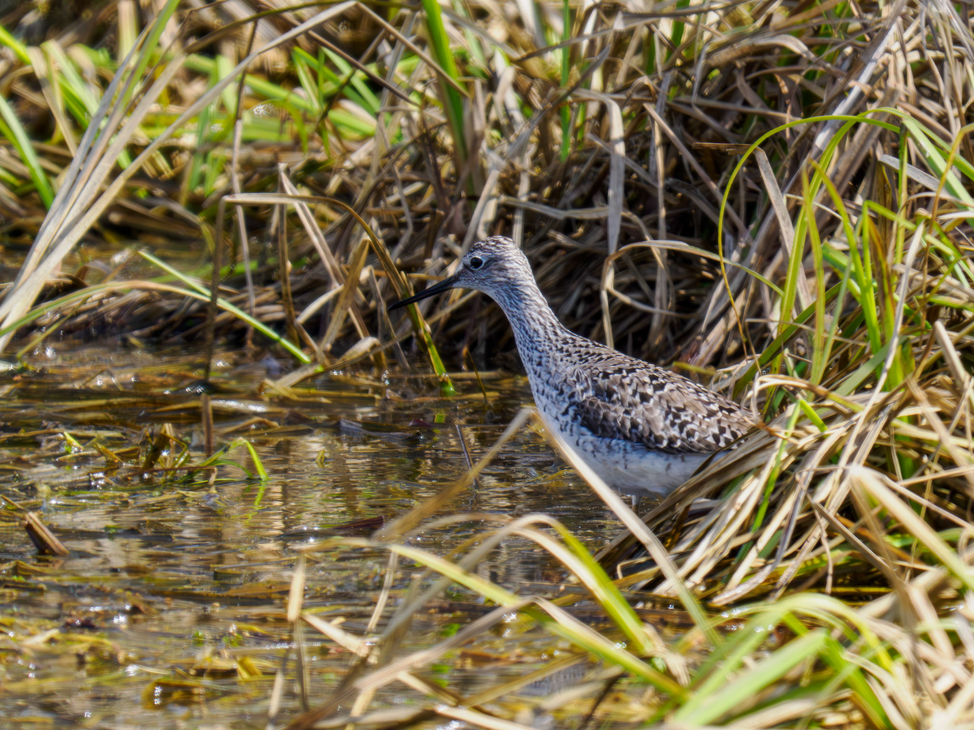 Lesser Yellowlegs