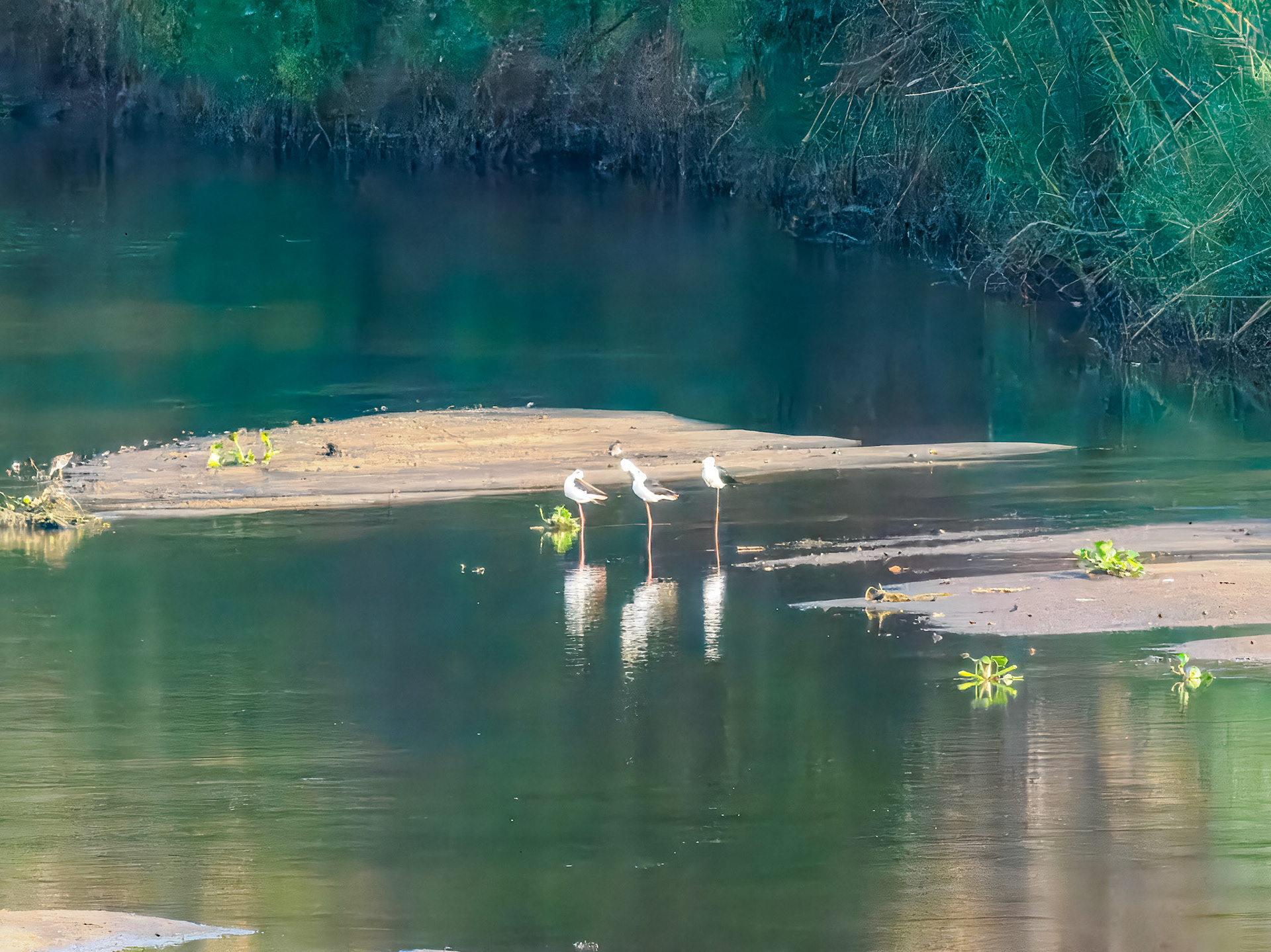 Black-winged Stilt