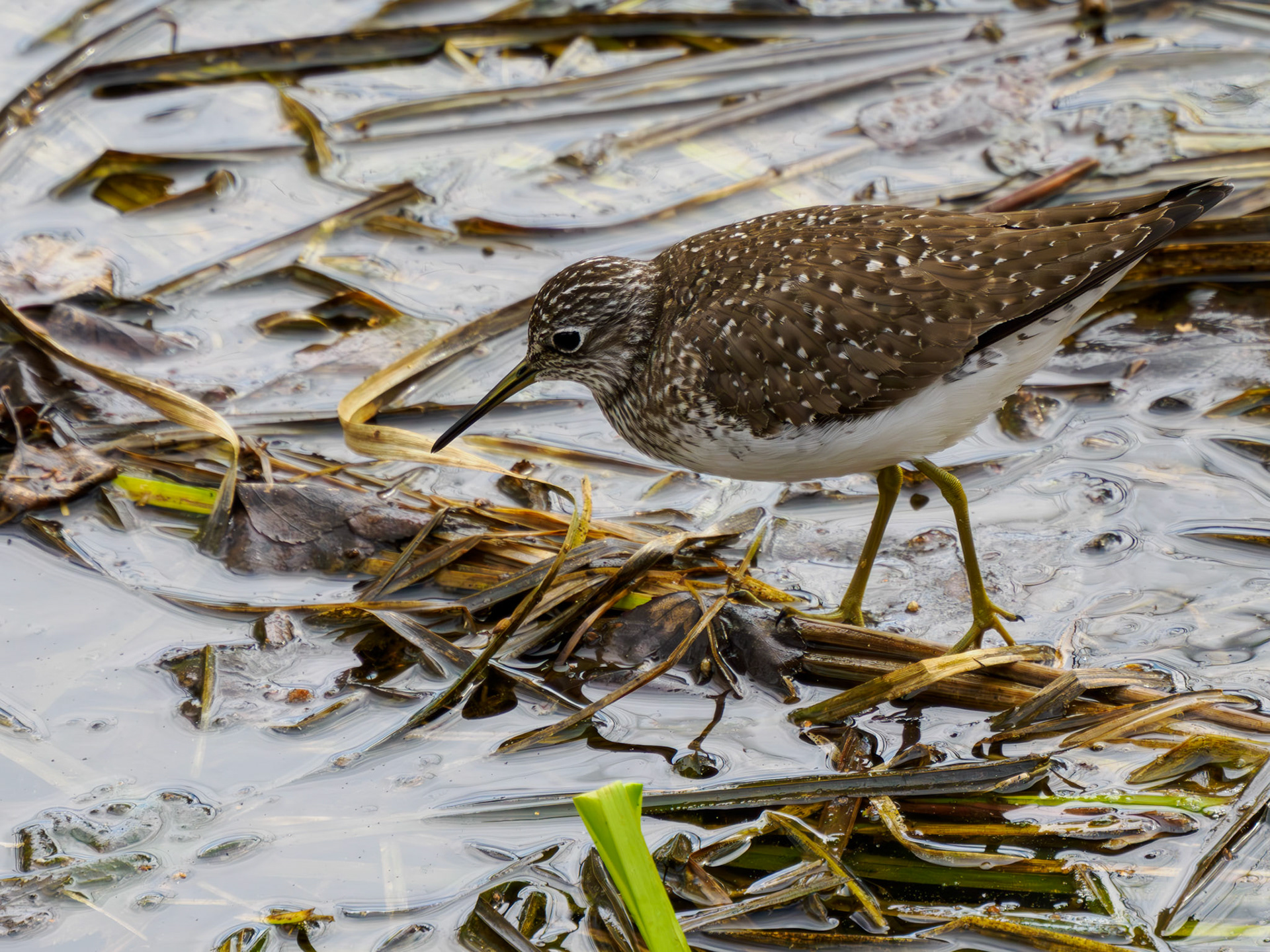 Solitary Sandpiper