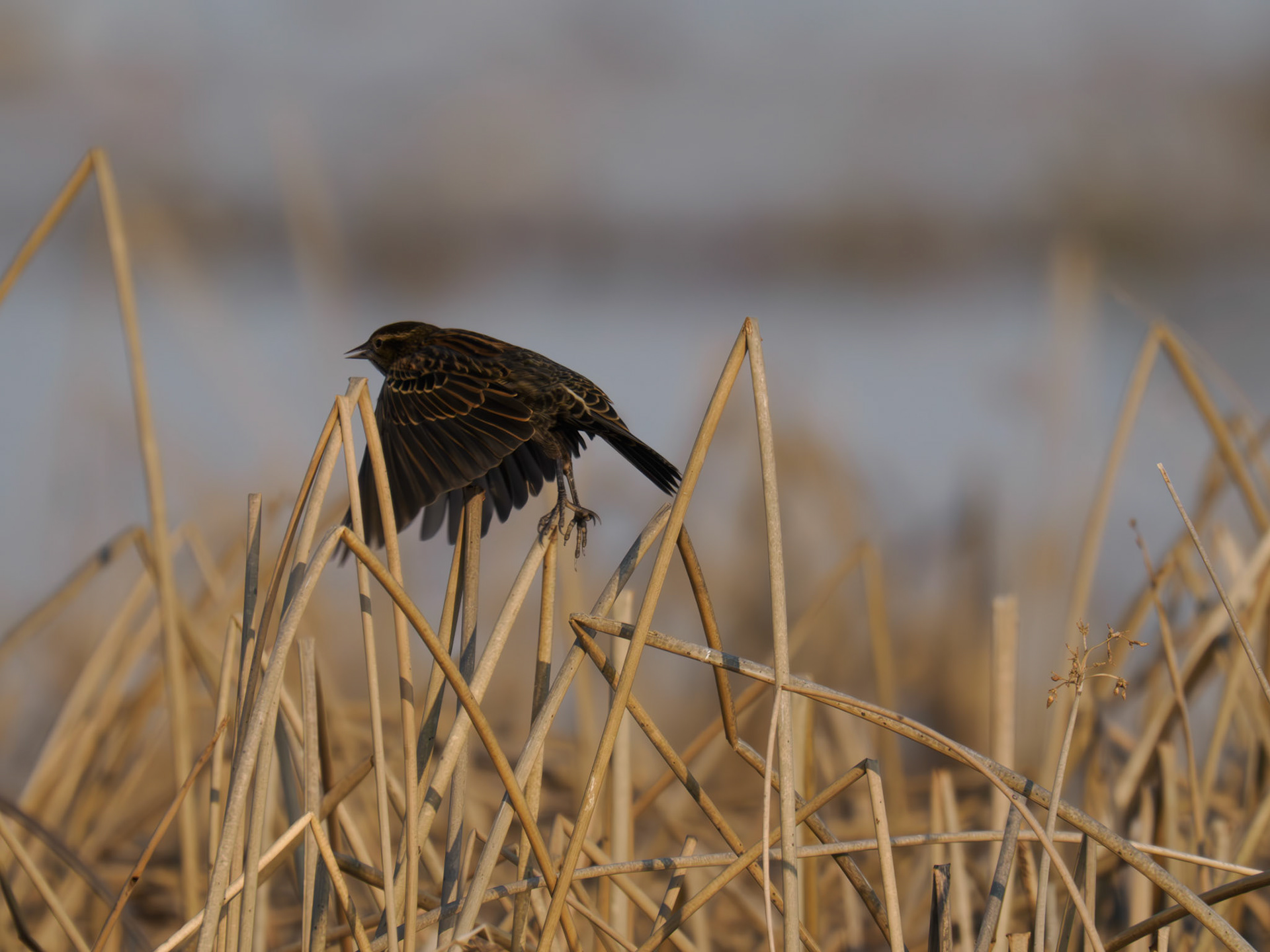 Red-winged Blackbird