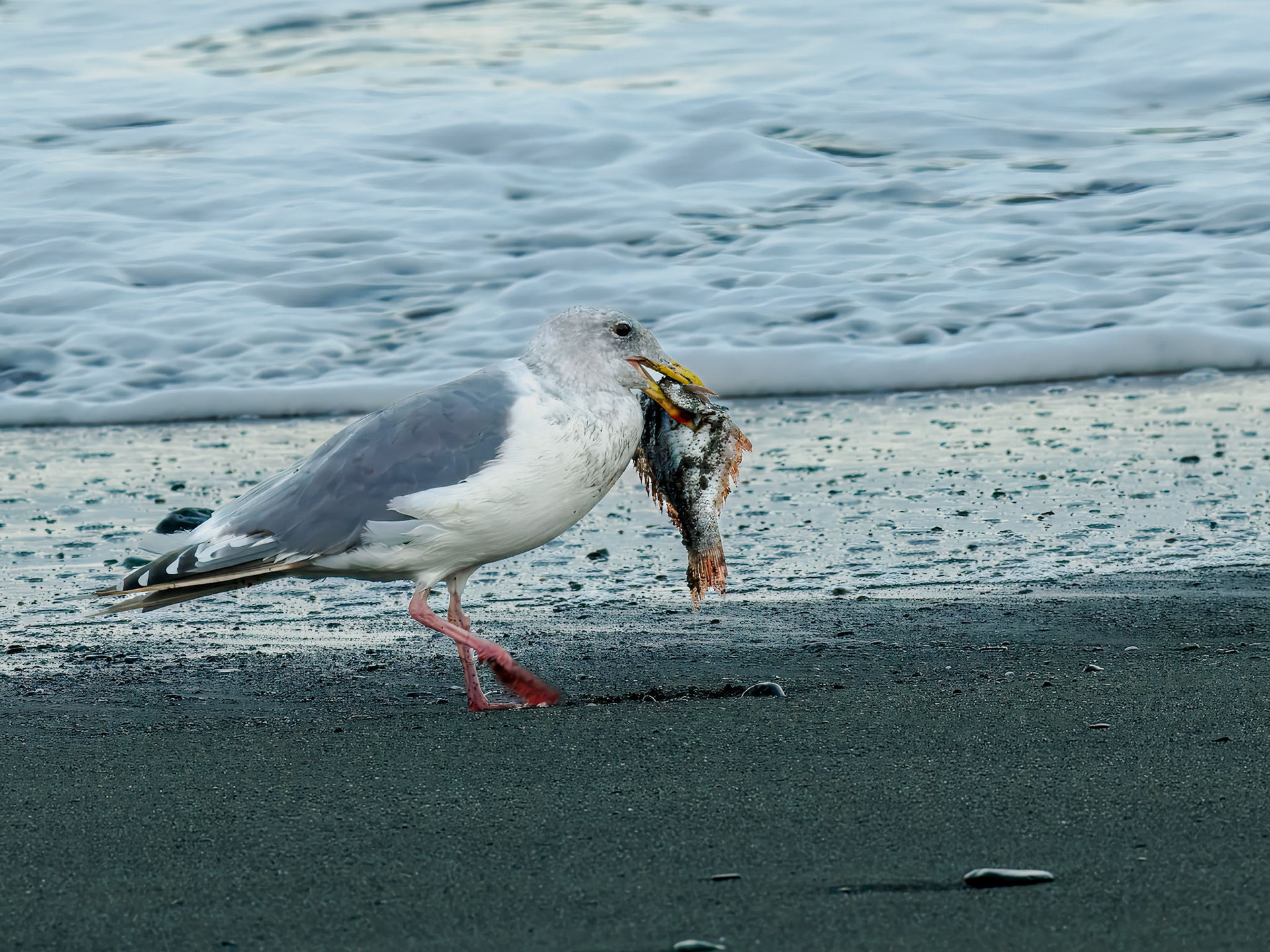 Western Gull with fish