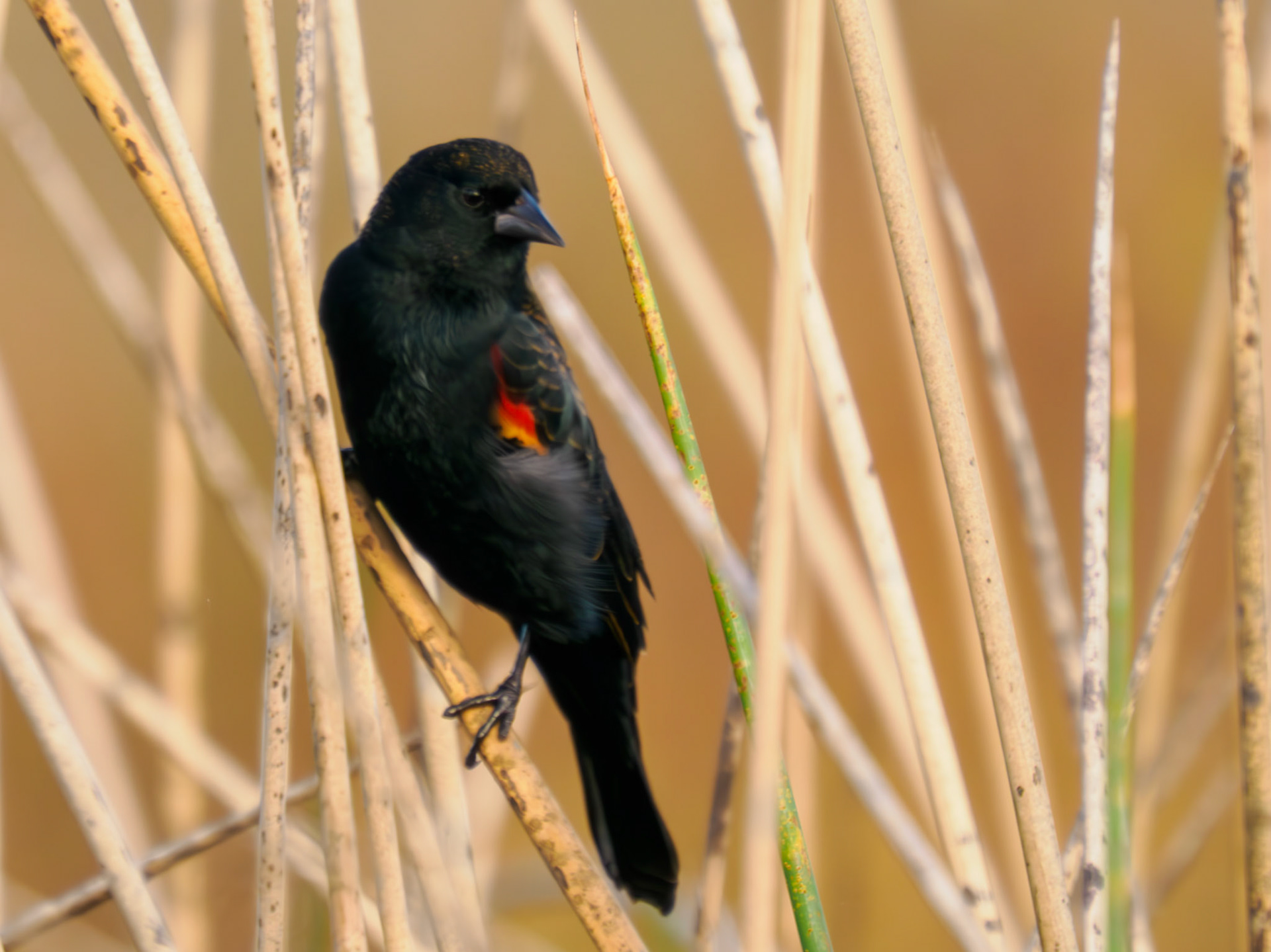 Red-winged Blackbird