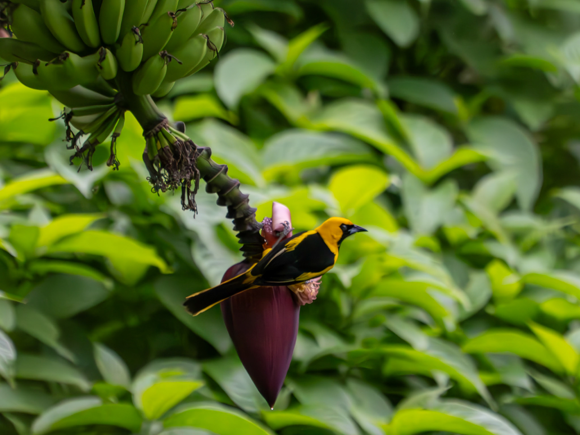 Yellow-tailed Oriole on banana tree