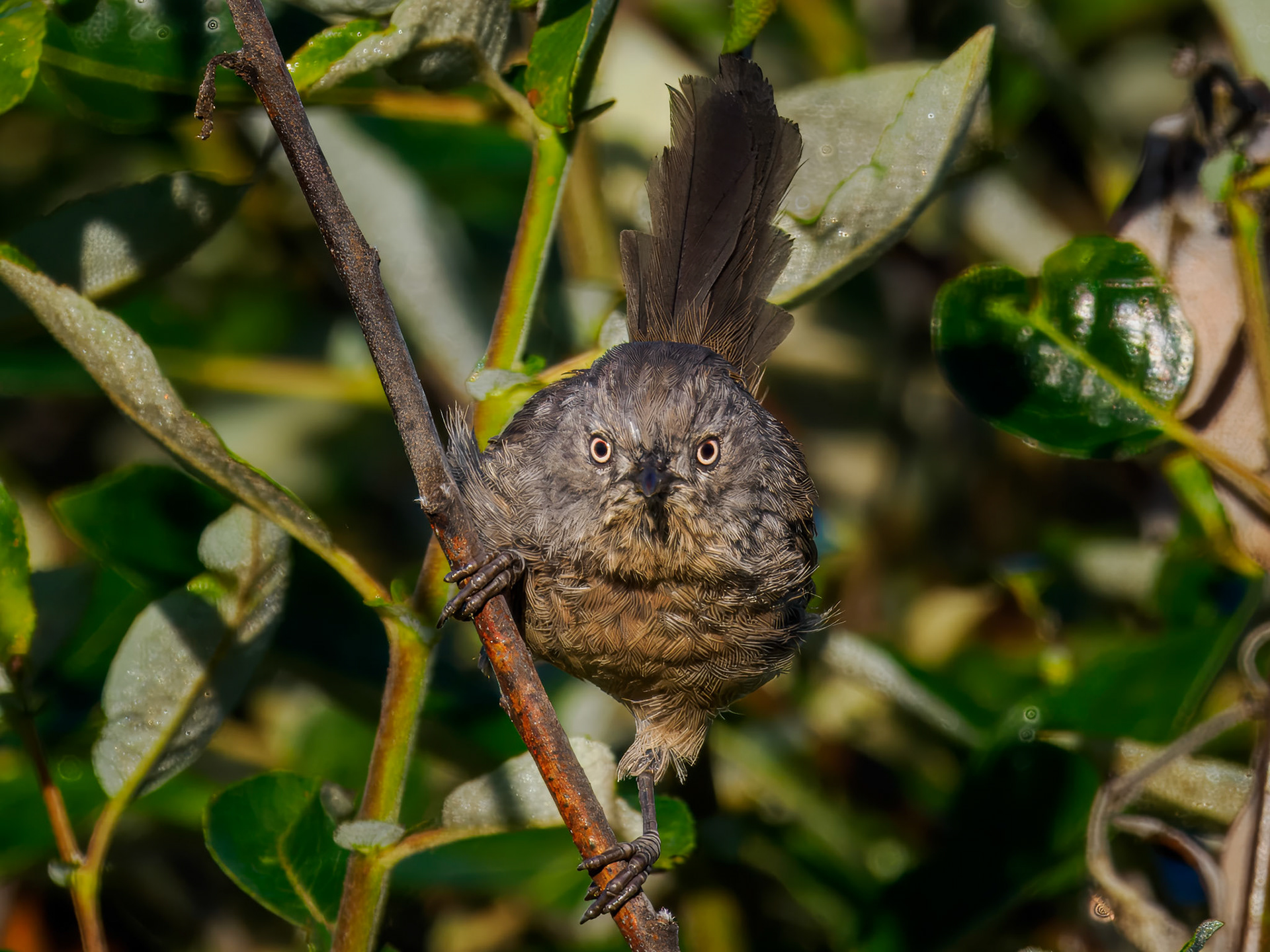 Wrentit