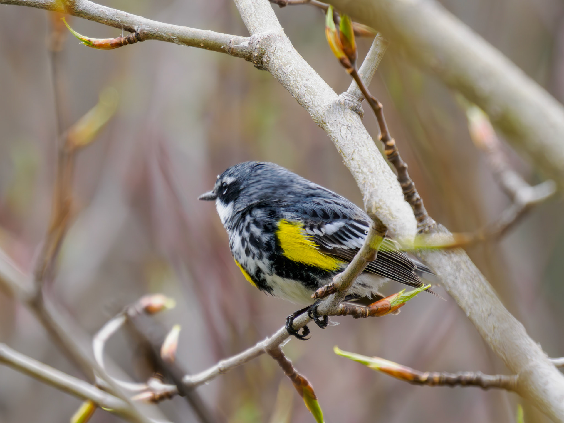 Yellow-rumped Warbler